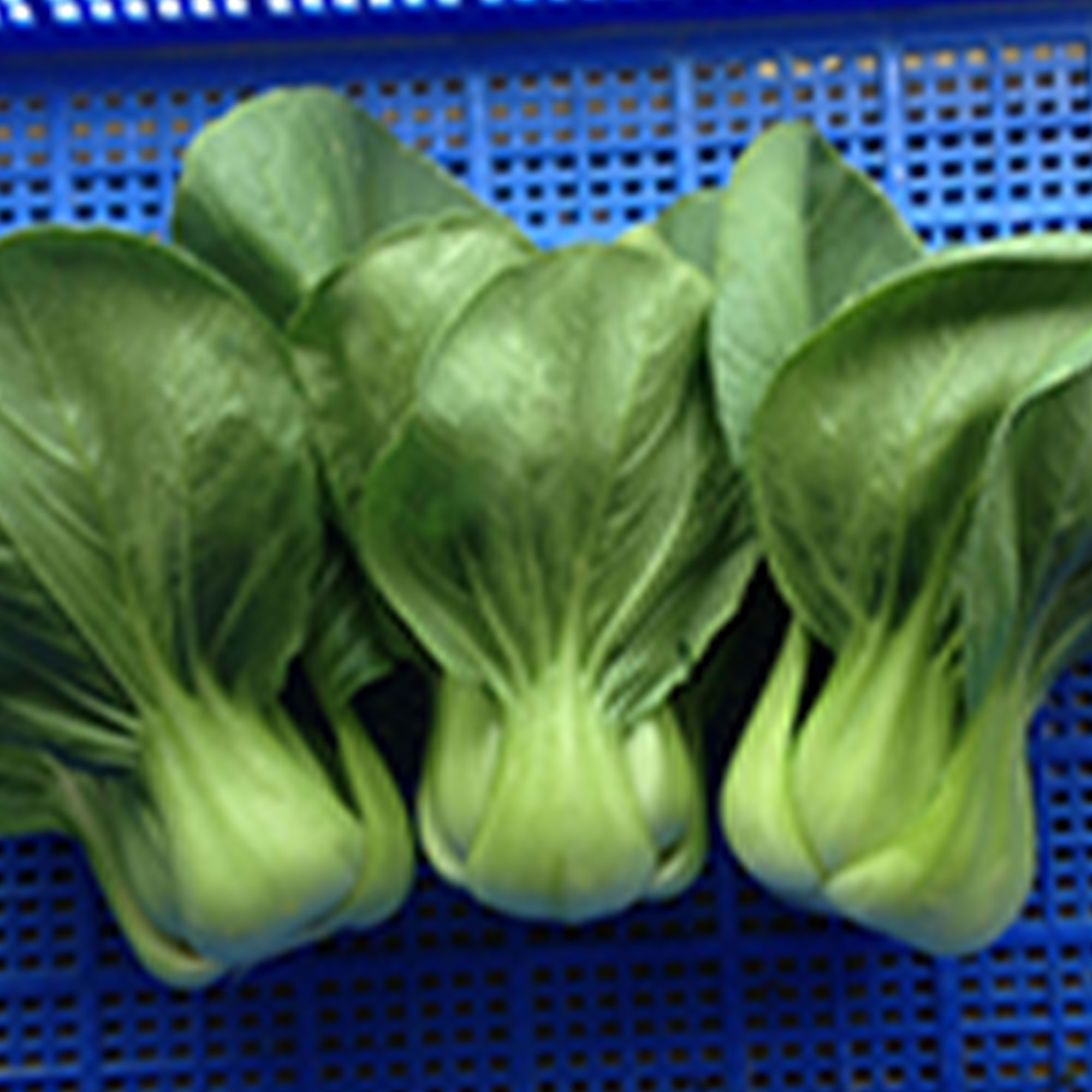 Cabbage Seeds - Pak Choi - Shanghai -3 g Packet ~648 Seeds - Non-GMO, Heirloom - Asian Garden Vegetable &amp; Microgreens