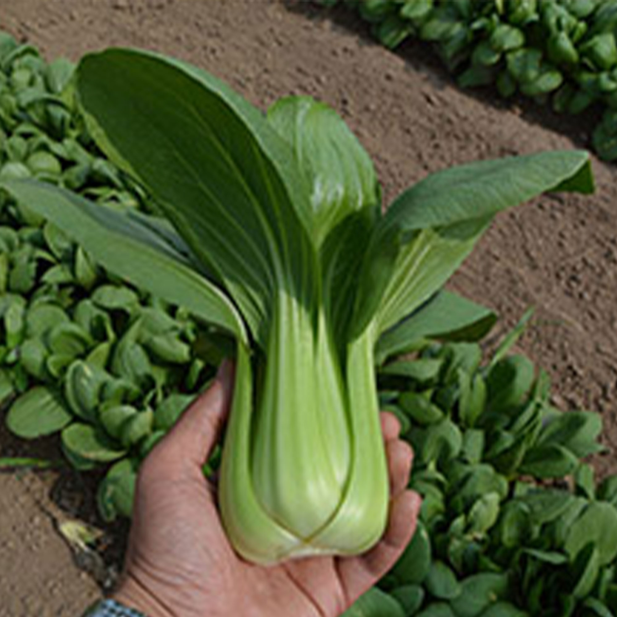 Cabbage Seeds - Pak Choi - Summer Zest - Hybrid -2 g Packet ~216 Seeds - Non-GMO, F1 Hybrid - Asian Garden Vegetable