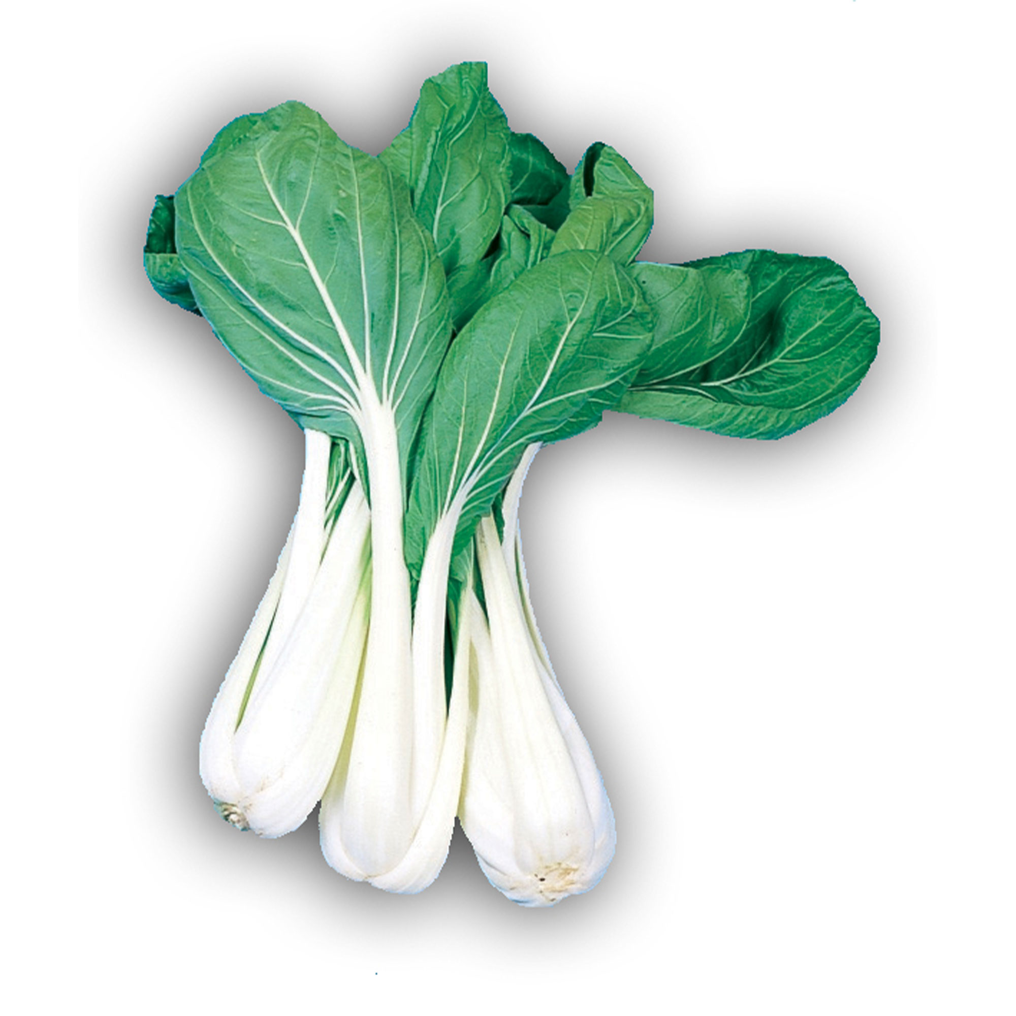 Cabbage Seeds - Pak Choi - Taisai -3 g Packet ~1296 Seeds - Non-GMO, Heirloom - Asian Garden Vegetable &amp; Microgreens