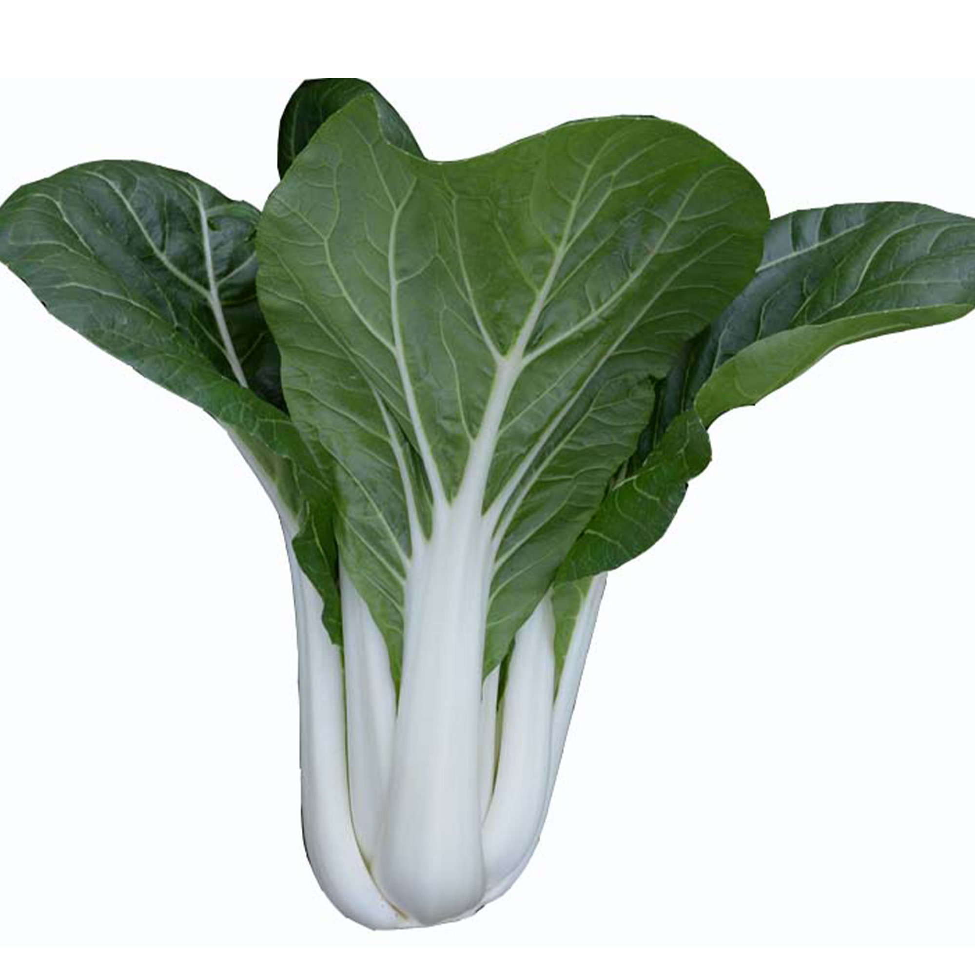 Cabbage Seeds - Pak Choi - Tall White Stem - Hybrid -3 g Packet ~1215 Seeds - Non-GMO, F1 Hybrid - Asian Garden Vegetable