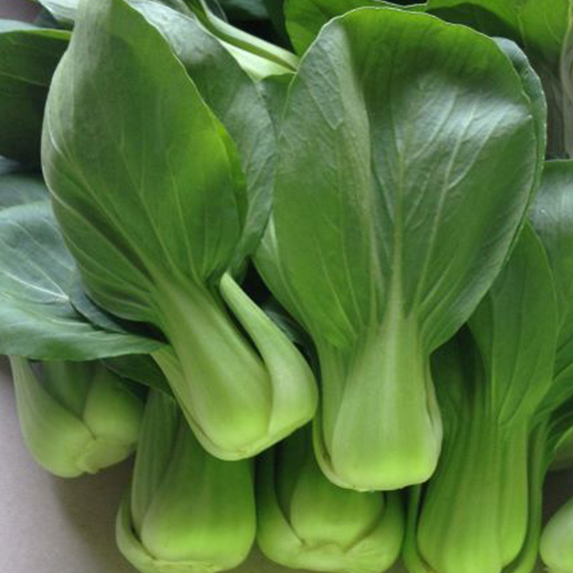 Cabbage Seeds - Pak Choi - Wa Wa Qing - Hybrid -1 Oz ~11000 Seeds - Non-GMO, F1 Hybrid - Asian Garden Vegetable