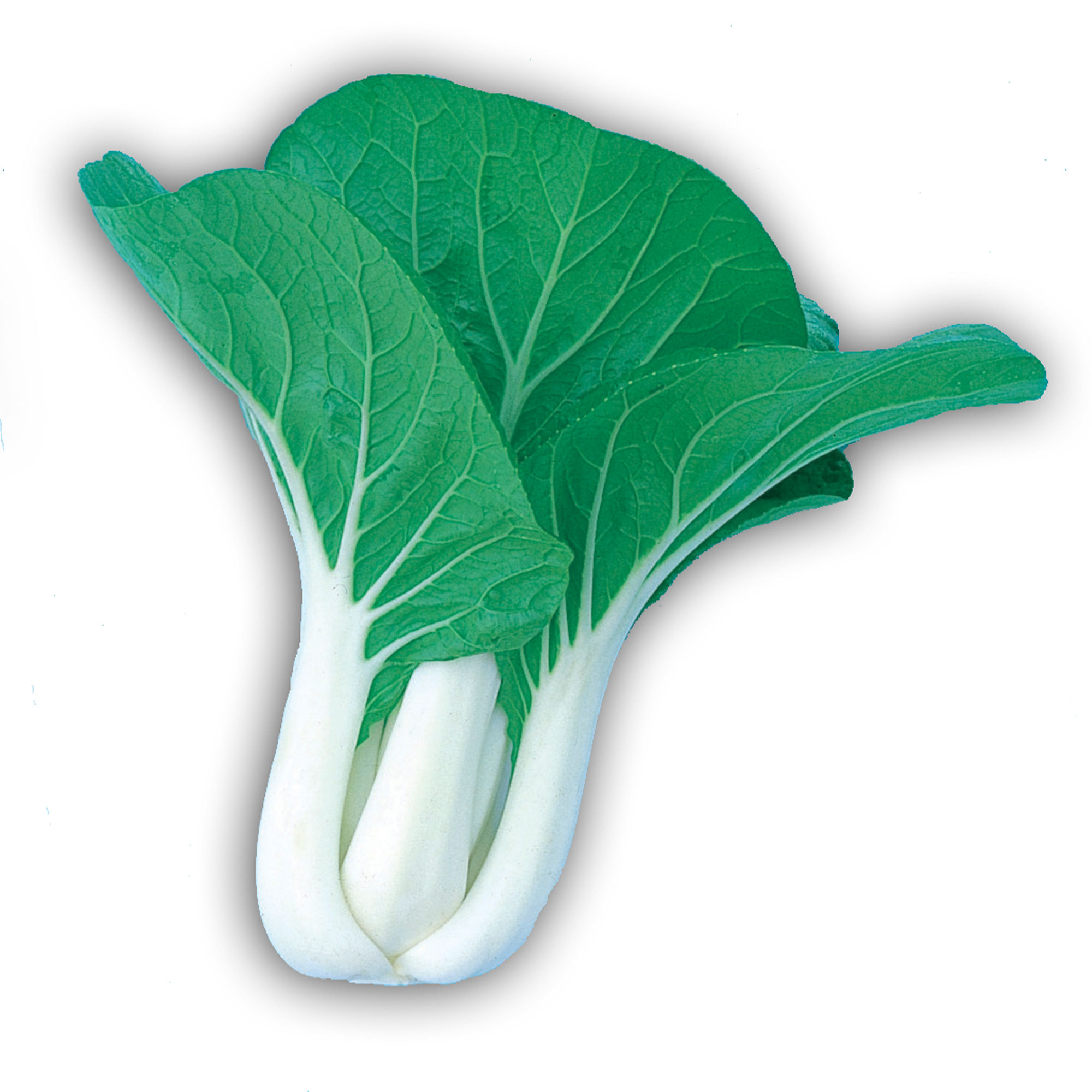 Cabbage Seeds - Pak Choi - Dwarf White Stem -3 g Packet ~740 Seeds - Non-GMO, Heirloom - Asian Garden Vegetable &amp; Microgreens