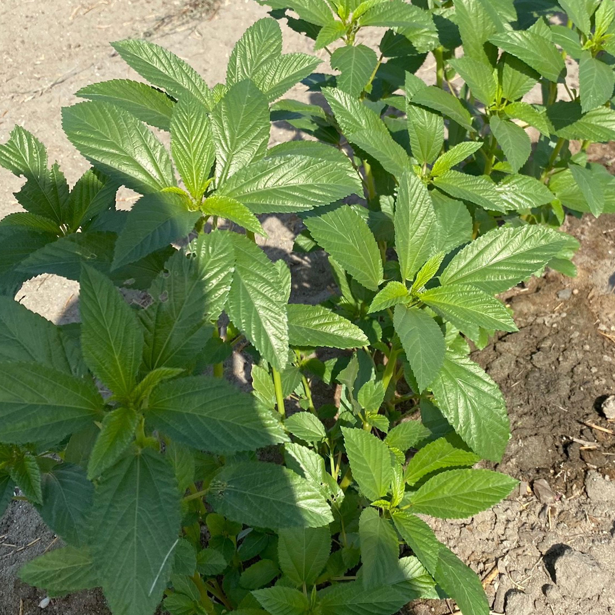 Egyptian Spinach Seeds - Molokhia -2 g Packet ~1000 Seeds - Non-GMO, Heirloom - Asian Garden Vegetable