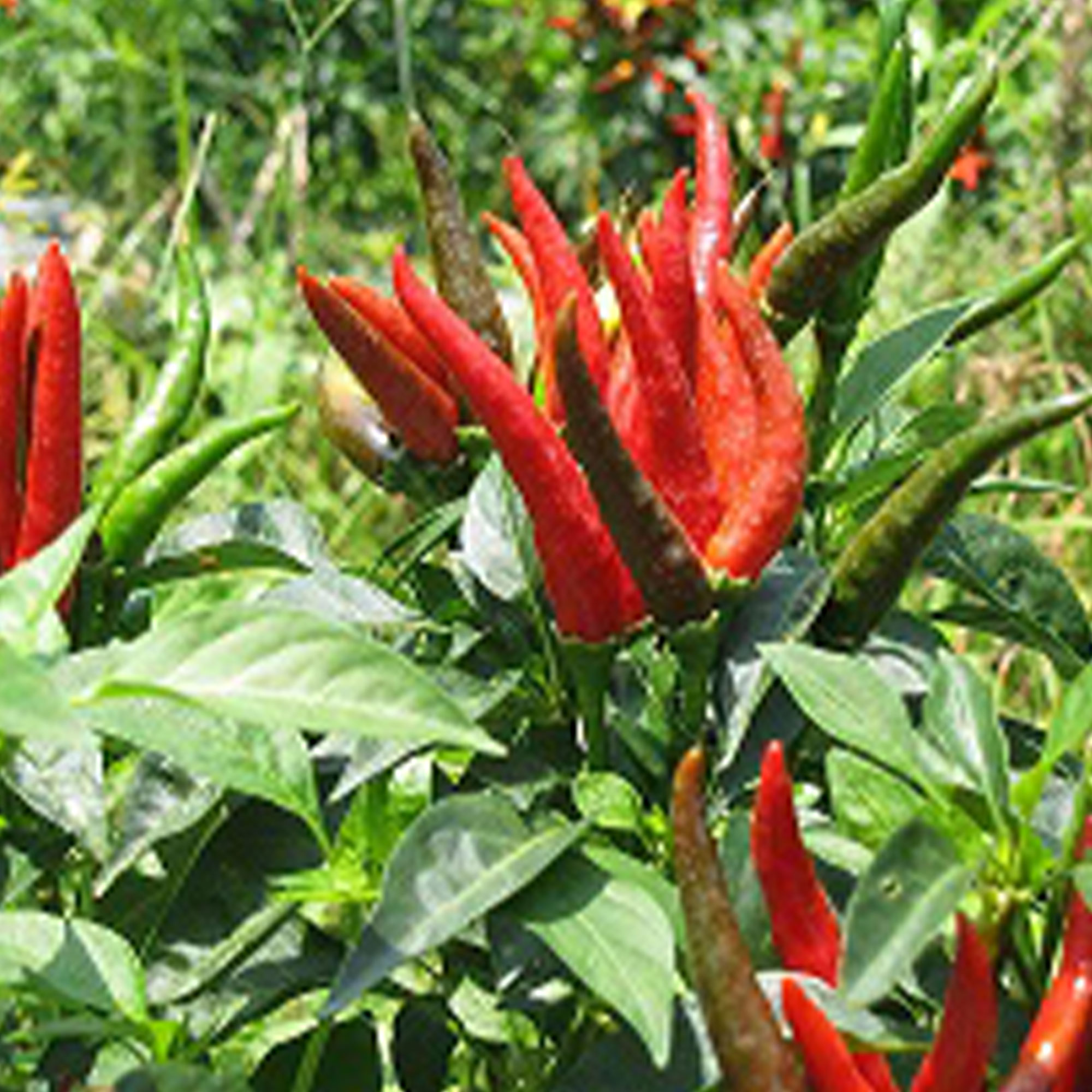 Pepper Seeds - Hot - Thai - Bird -500 Mg Packet ~90 Seeds - Non-GMO, Heirloom - Asian Garden Vegetable