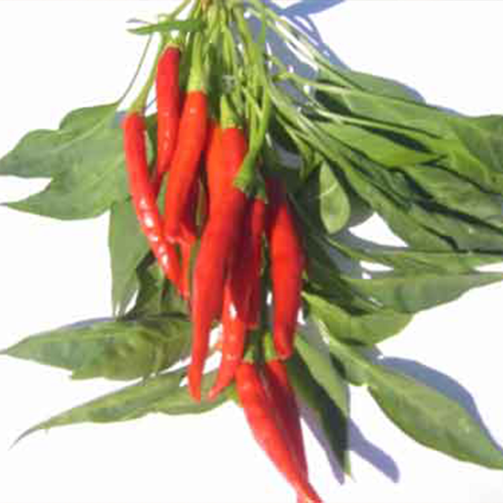 Pepper Seeds - Hot - Thai - Prik Chi Faa -500 Mg Packet ~90 Seeds - Non-GMO, Heirloom - Asian Garden Vegetable