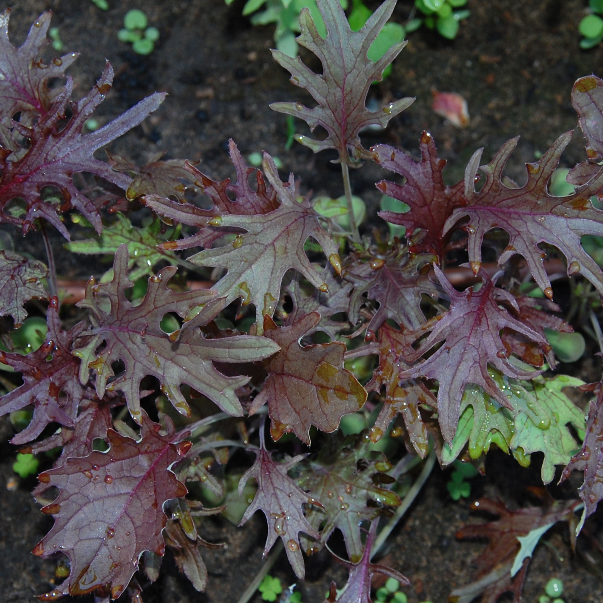 Kale Seeds - Red -1 Oz ~8000 Seeds - Non-GMO, Heirloom - Vegetable Garden &amp; Microgreens