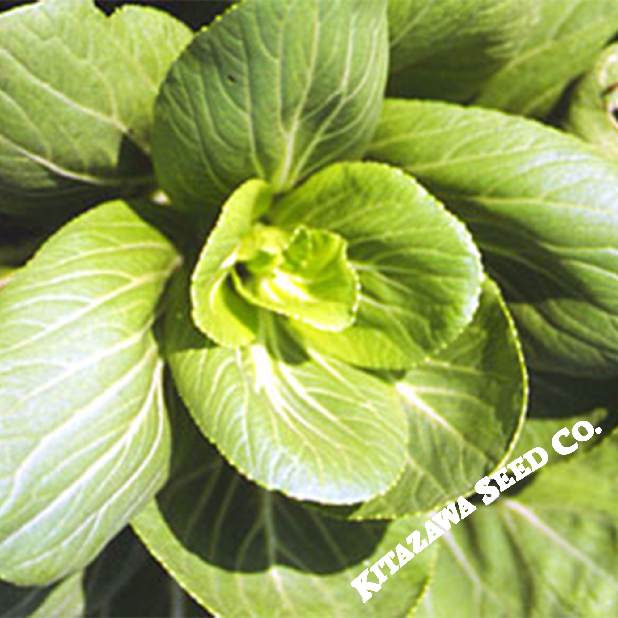 Cabbage, Seeds, Pak Choi - Green Stem Mei Qing - Hybrid -1 g Packet ~350 Seeds - Non-GMO, Heirloom - Asian Garden Vegetable