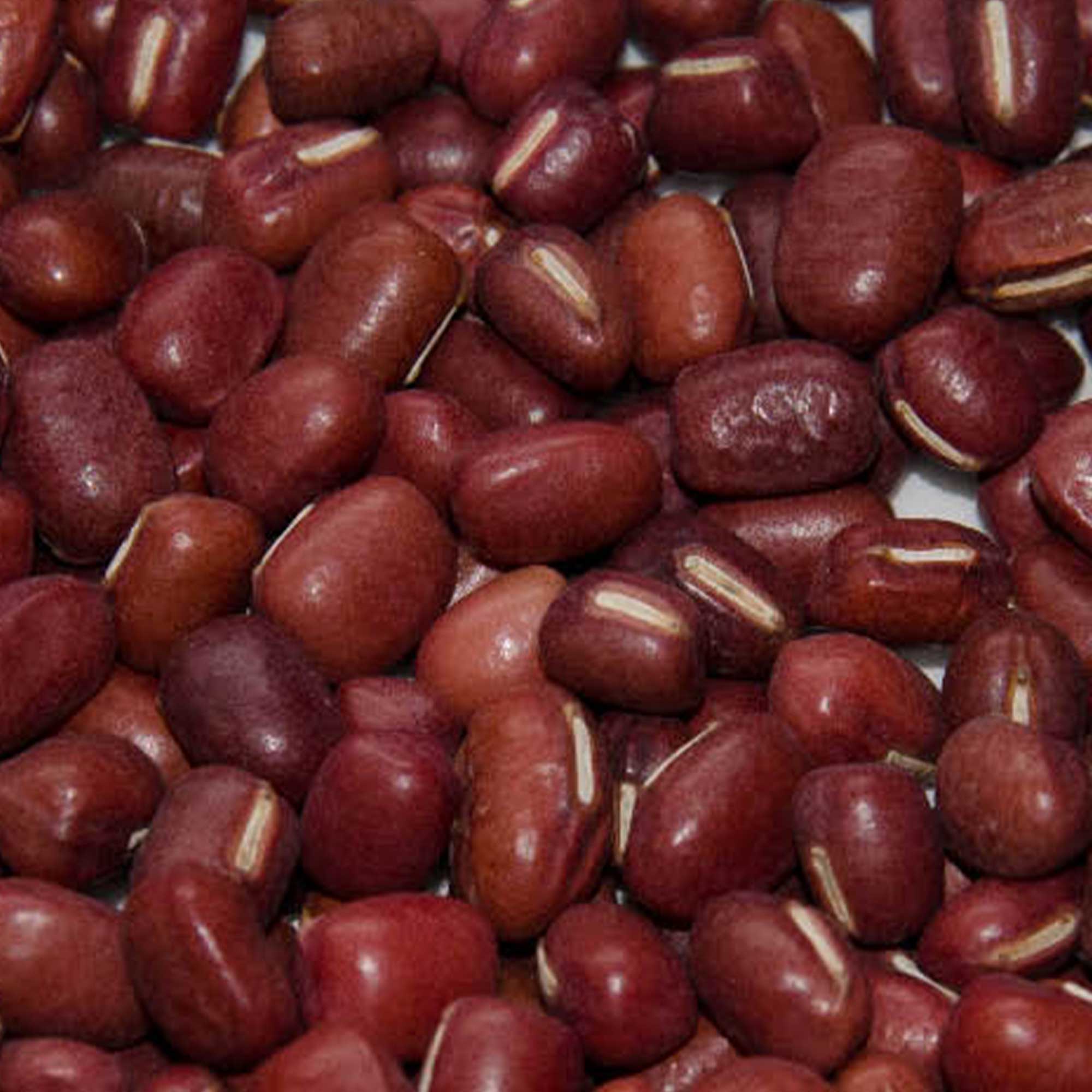 Adzuki Bean - Doyou -4 Oz ~800 Seeds - Non-GMO, Heirloom - Asian Garden Vegetable &amp; Sprouts