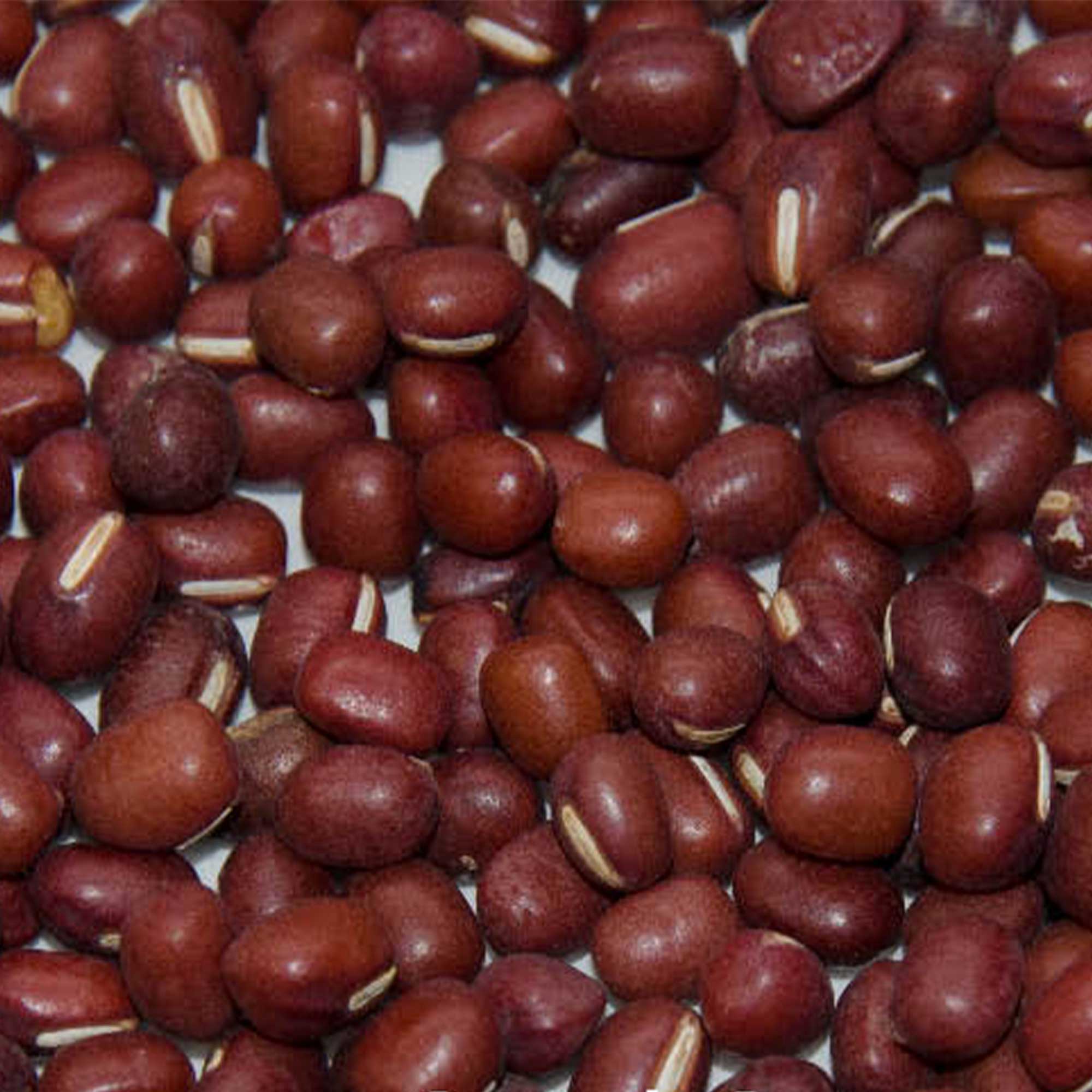 Adzuki Bean - Wase -4 Oz ~800 Seeds - Non-GMO, Heirloom - Asian Garden Vegetable &amp; Sprouts