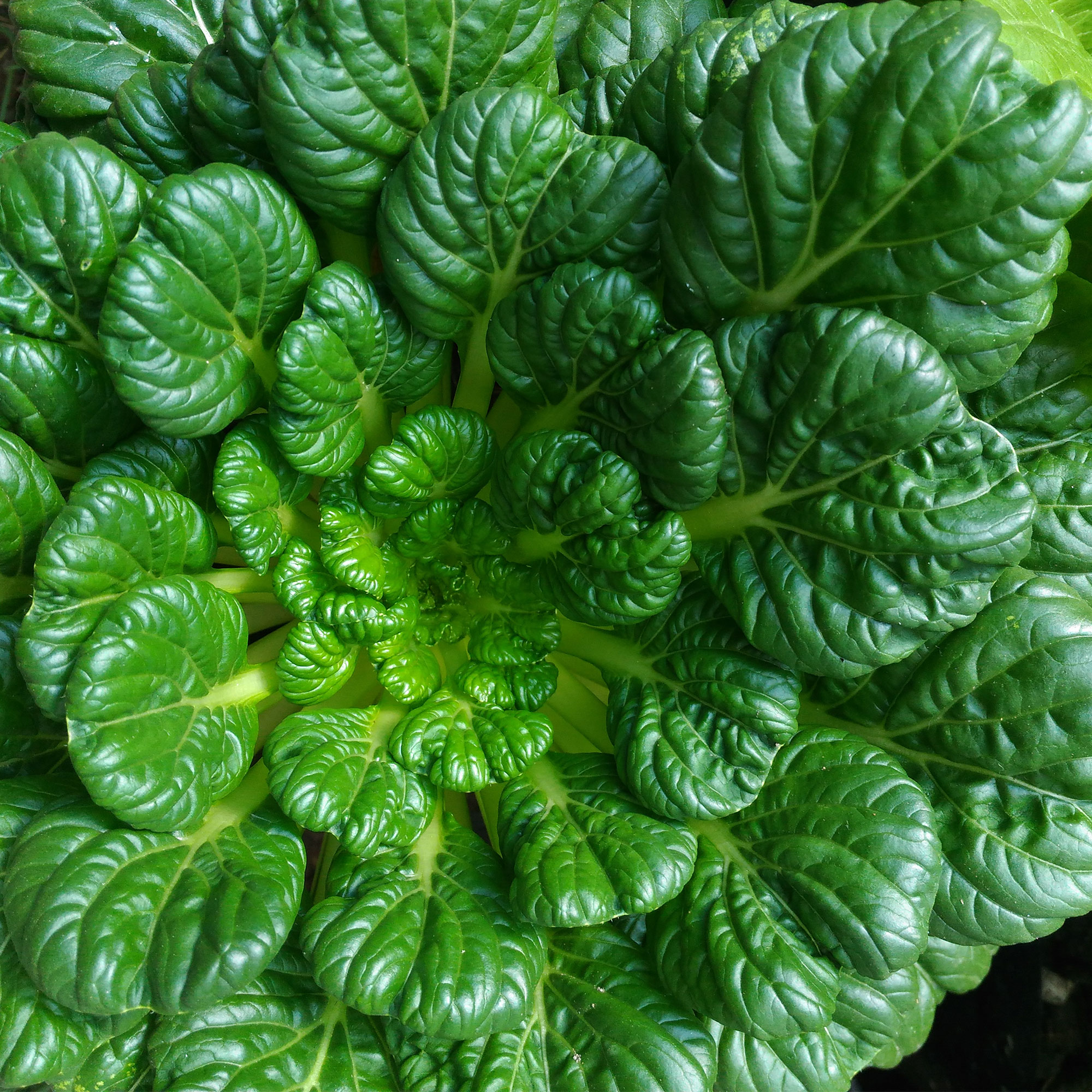 Cabbage Seeds, Pak Choi - Rosette Tatsoi -3 g Packet ~1000 Seeds - Non-GMO, Heirloom - Asian Garden Vegetable &amp; Microgreens