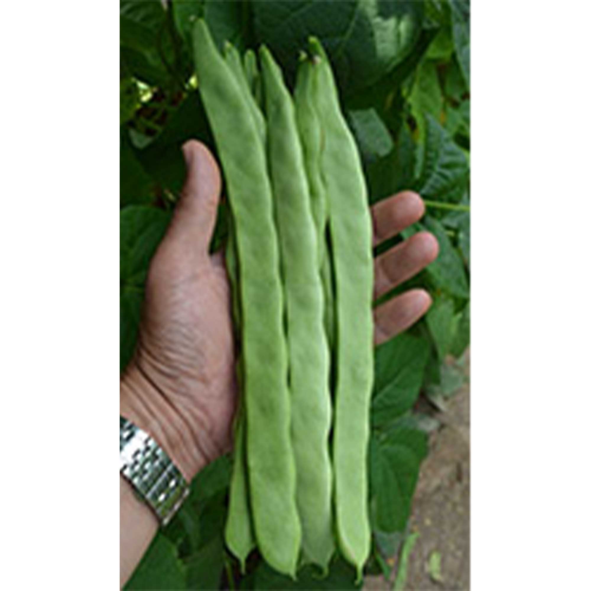 Bean Seeds - Pole - Quing Bain - Romano Type -7 g Packet ~28 Seeds - Non-GMO, Heirloom - Asian Garden Vegetable