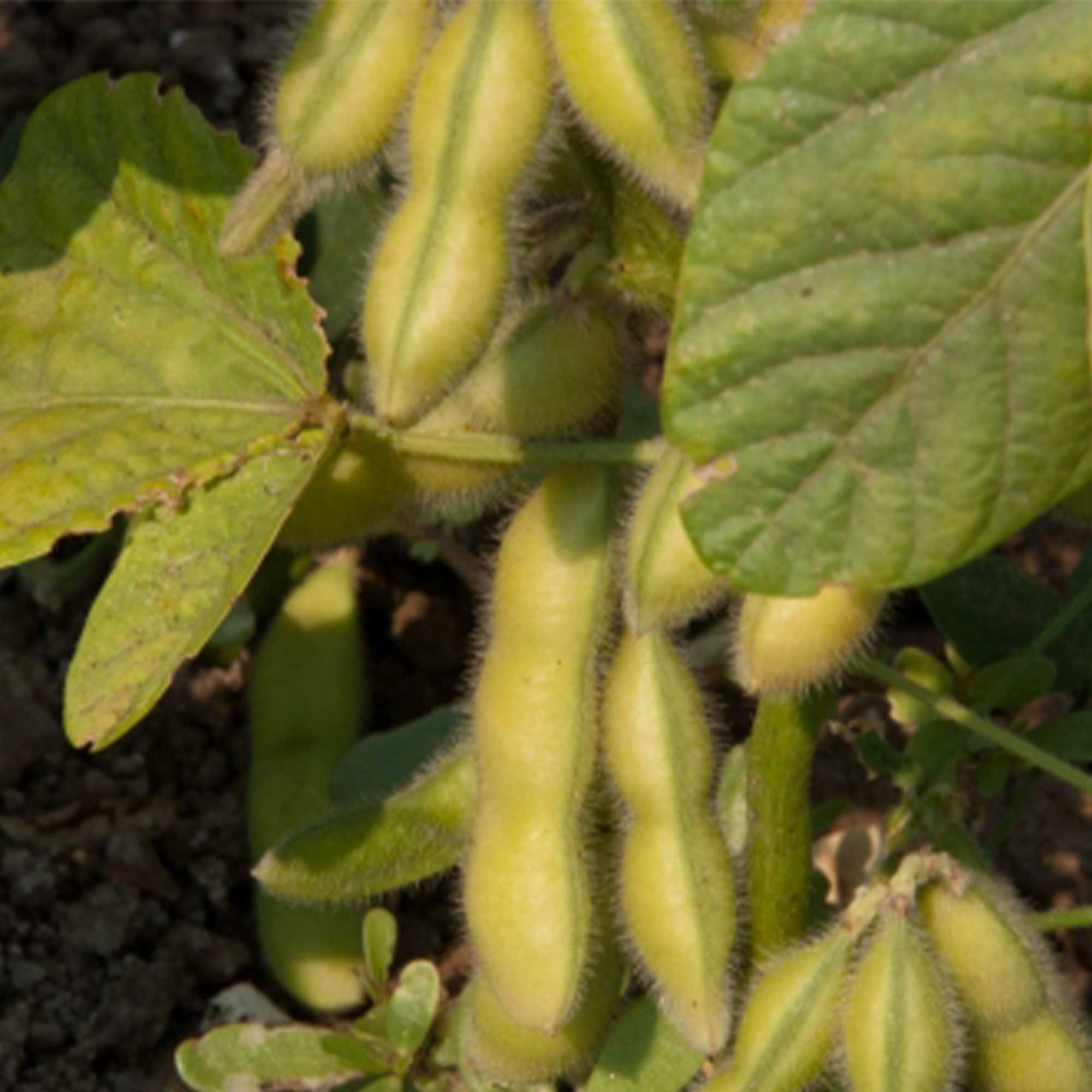 Soybean - Tohya -4 Oz ~400 Seeds - Non-GMO, Heirloom - Asian Garden Vegetable