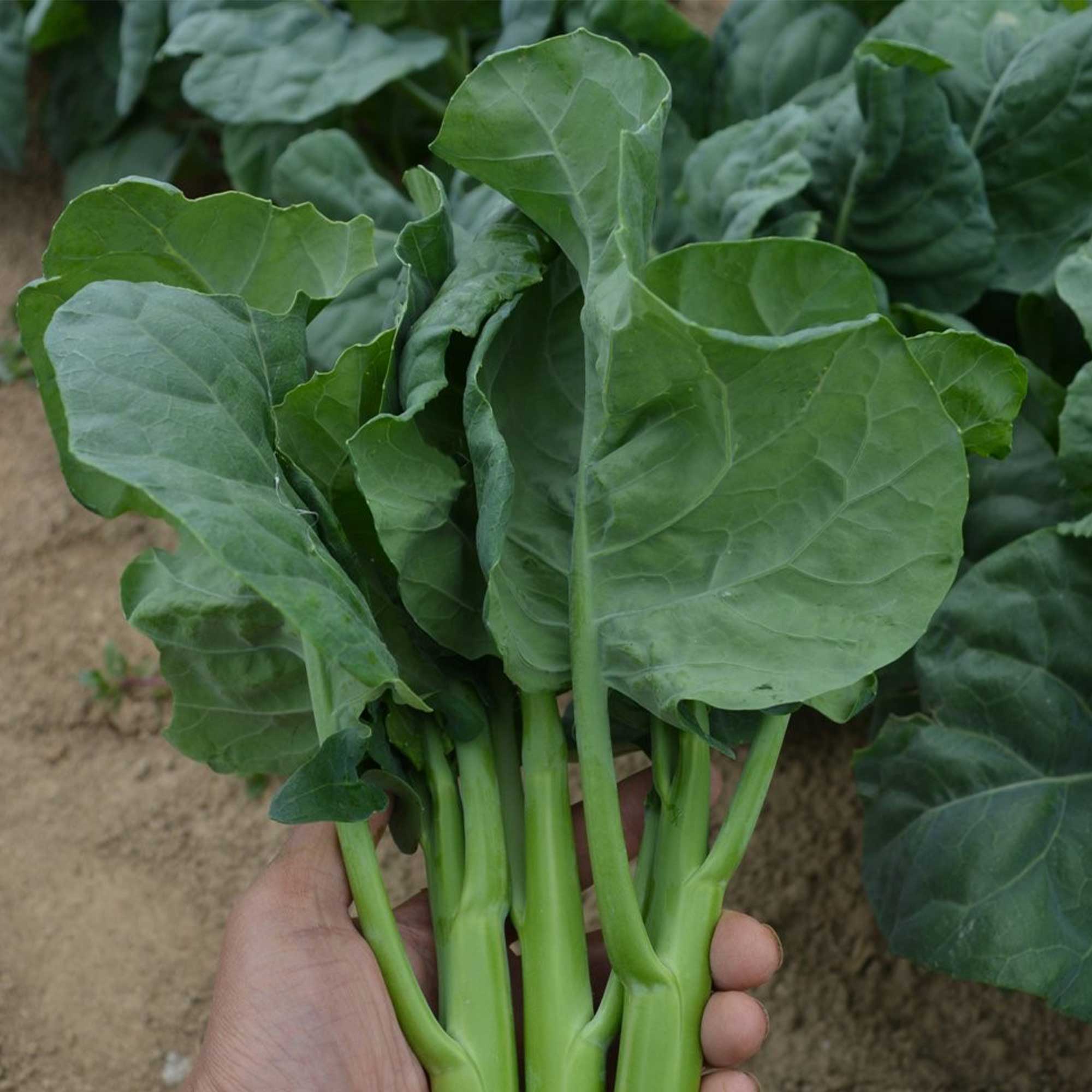 Broccoli Seeds - Chinese Broccoli - Early Jade - Hybrid -2 g Packet ~648 Seeds - Non-GMO, F1 Hybrid - Asian Garden Vegetable