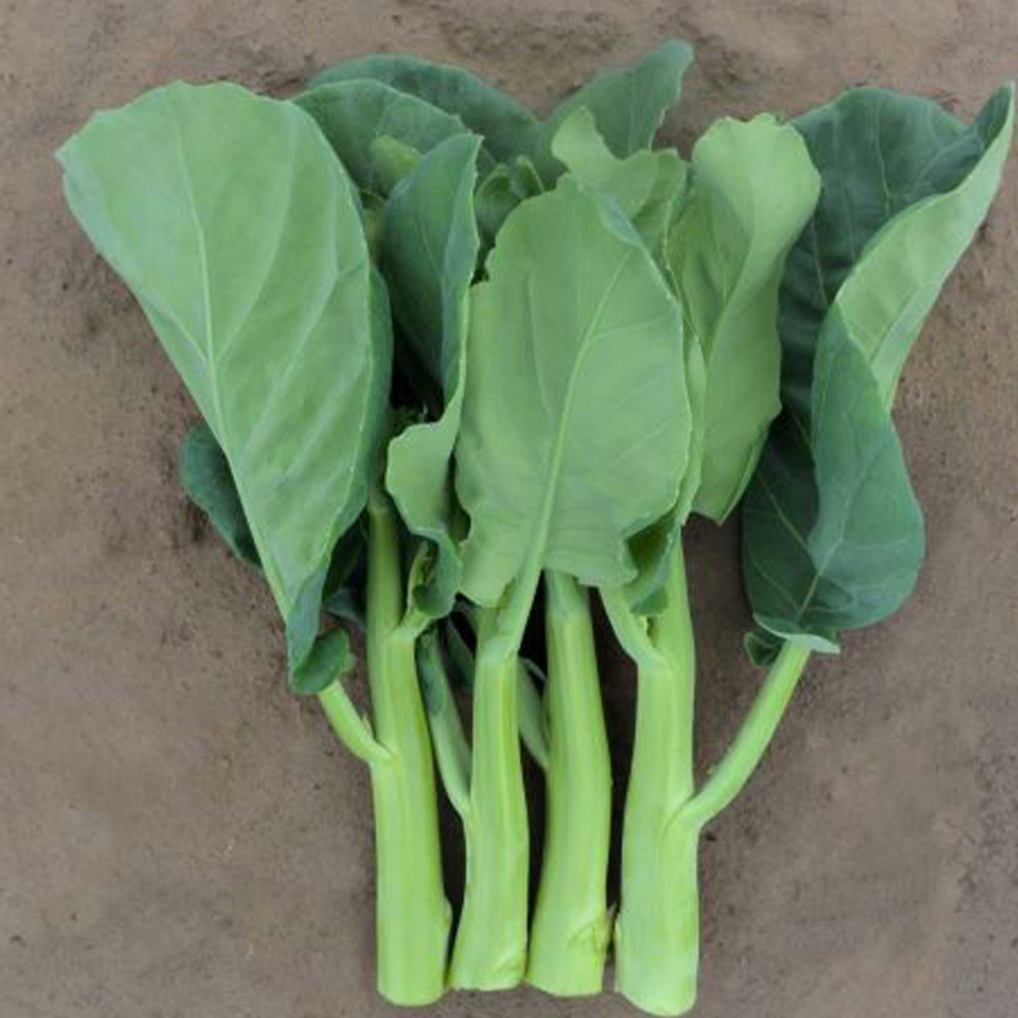 Broccoli Seeds - Chinese Broccoli - Late Jade - Hybrid -1 g Packet ~324 Seeds - Non-GMO, F1 Hybrid - Asian Garden Vegetable