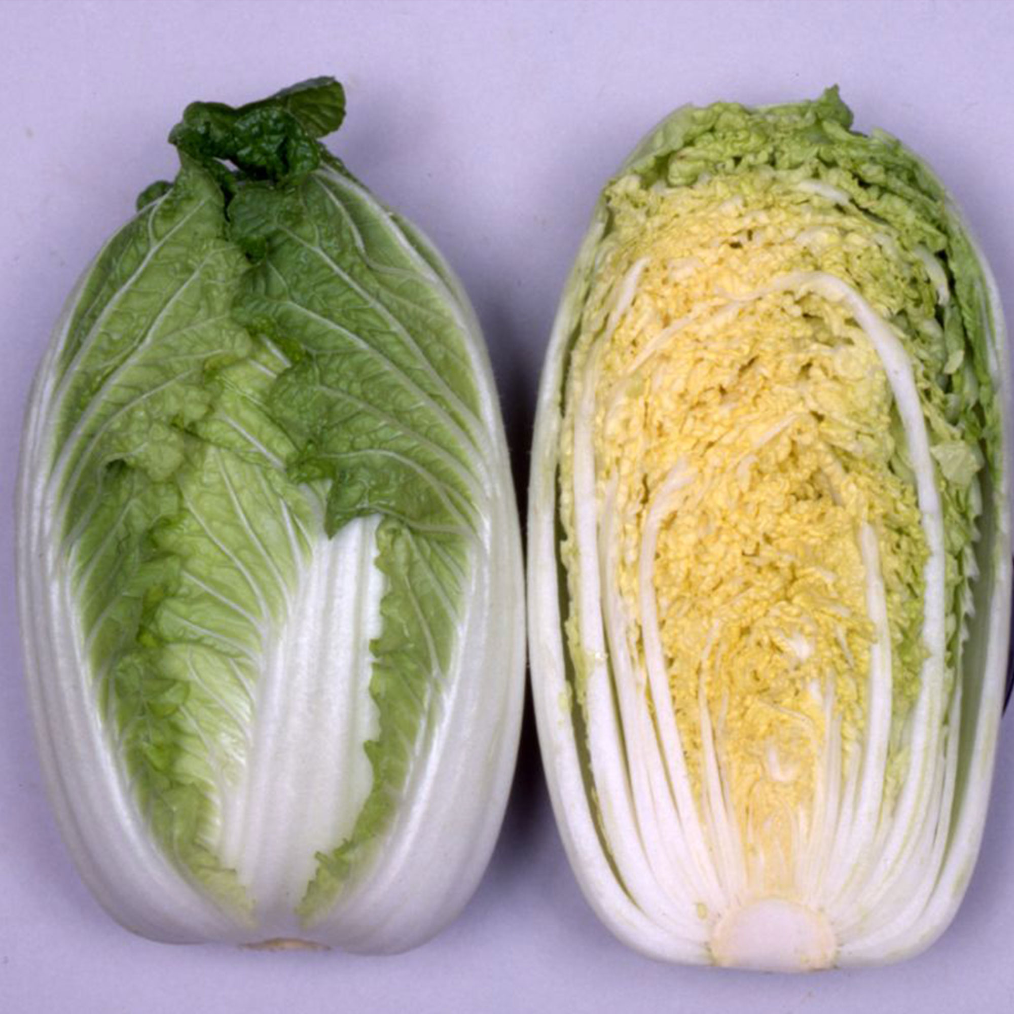 Chinese Cabbage Seeds - Mini Kisaku 50 - Hybrid -1 g Packet ~410 Seeds - Non-GMO, F1 Hybrid - Asian Garden Vegetable