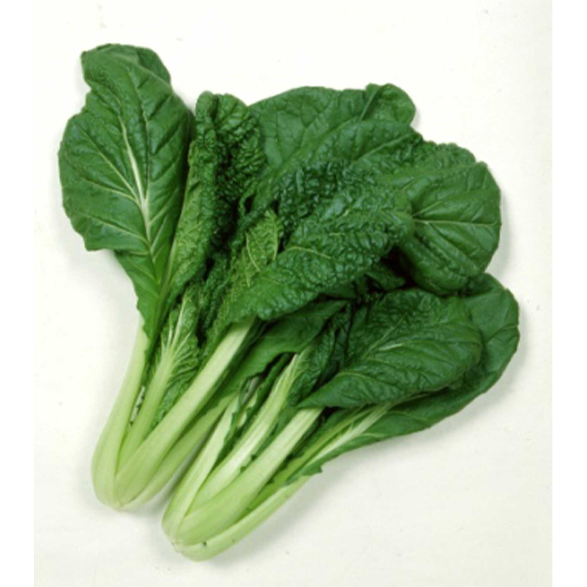 Chinese Cabbage Seeds - Vitaminna -1 Oz ~16400 Seeds - Non-GMO, Heirloom - Asian Garden Vegetable &amp; Microgreens