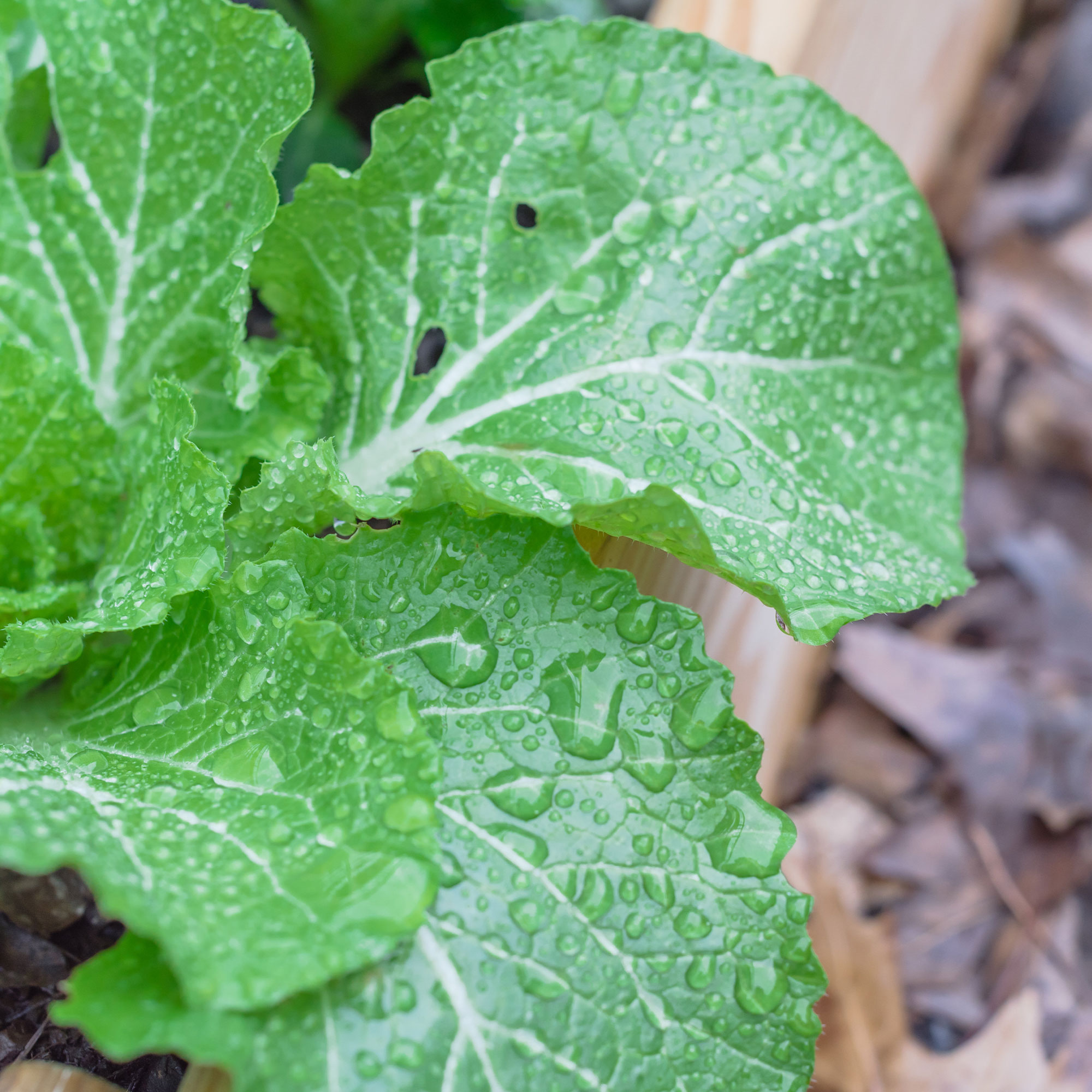 Cabbage Seeds - Pak Choi - Fun Jen - Hybrid -4 g Packet ~1512 Seeds - Non-GMO, F1 Hybrid - Asian Garden Vegetable