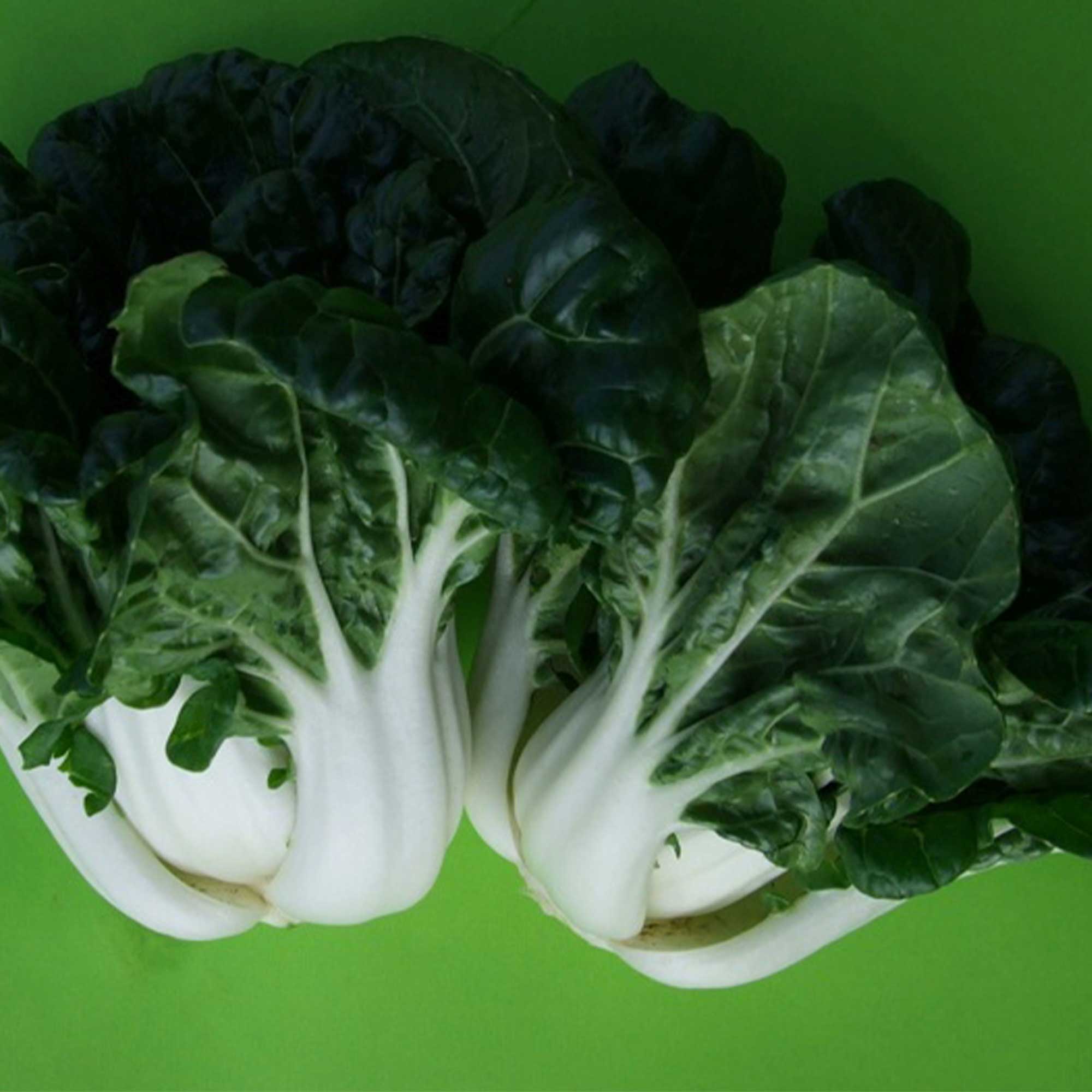 Cabbage Seeds - Pak Choi - Nabi Queen - Dwarf Hybrid -2 g Packet ~324 Seeds - Non-GMO, F1 Hybrid - Asian Garden Vegetable