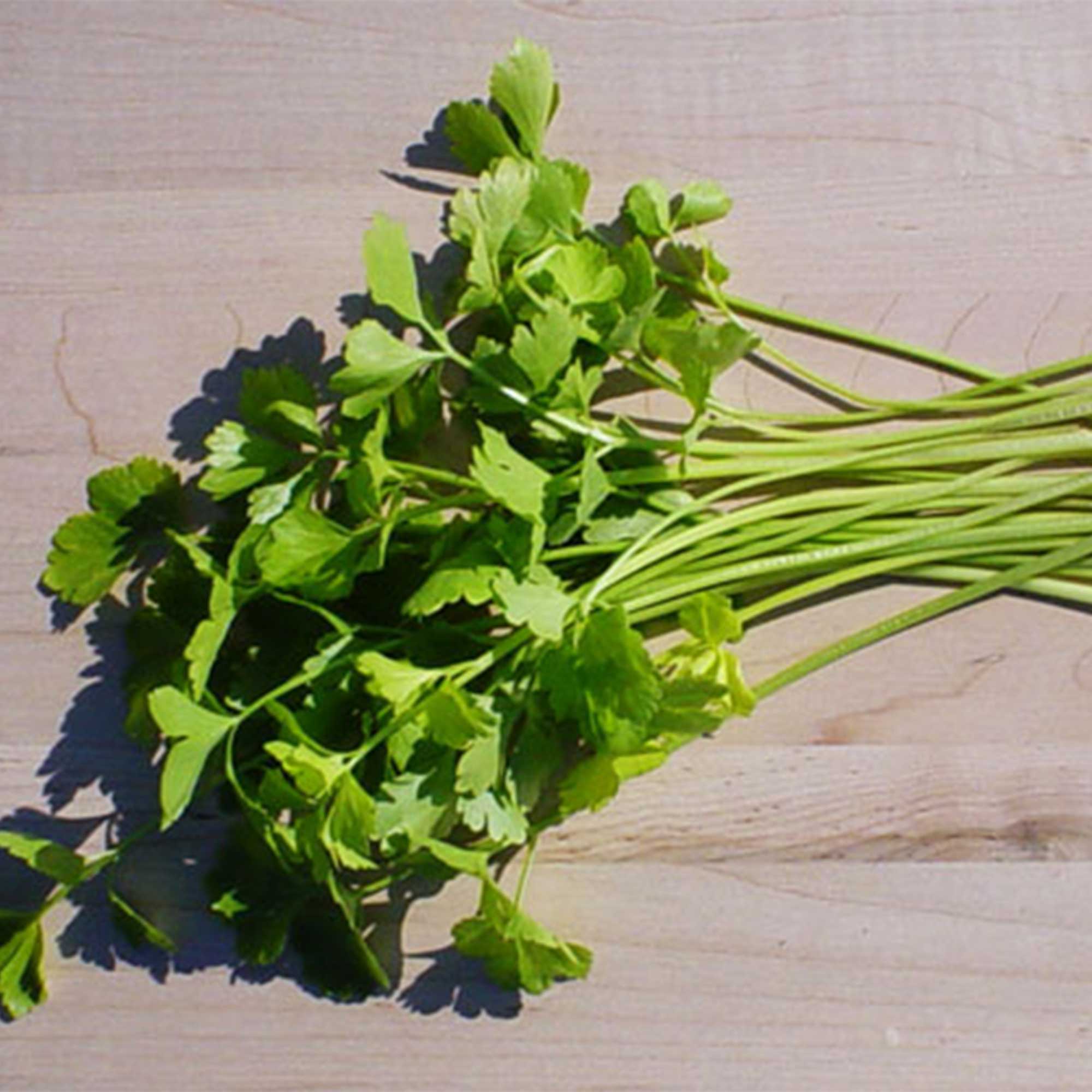 Chinese Celery Seeds - Light Green -3 g Packet ~8100 Seeds - Non-GMO, Heirloom - Asian Garden Vegetable &amp; Microgreens