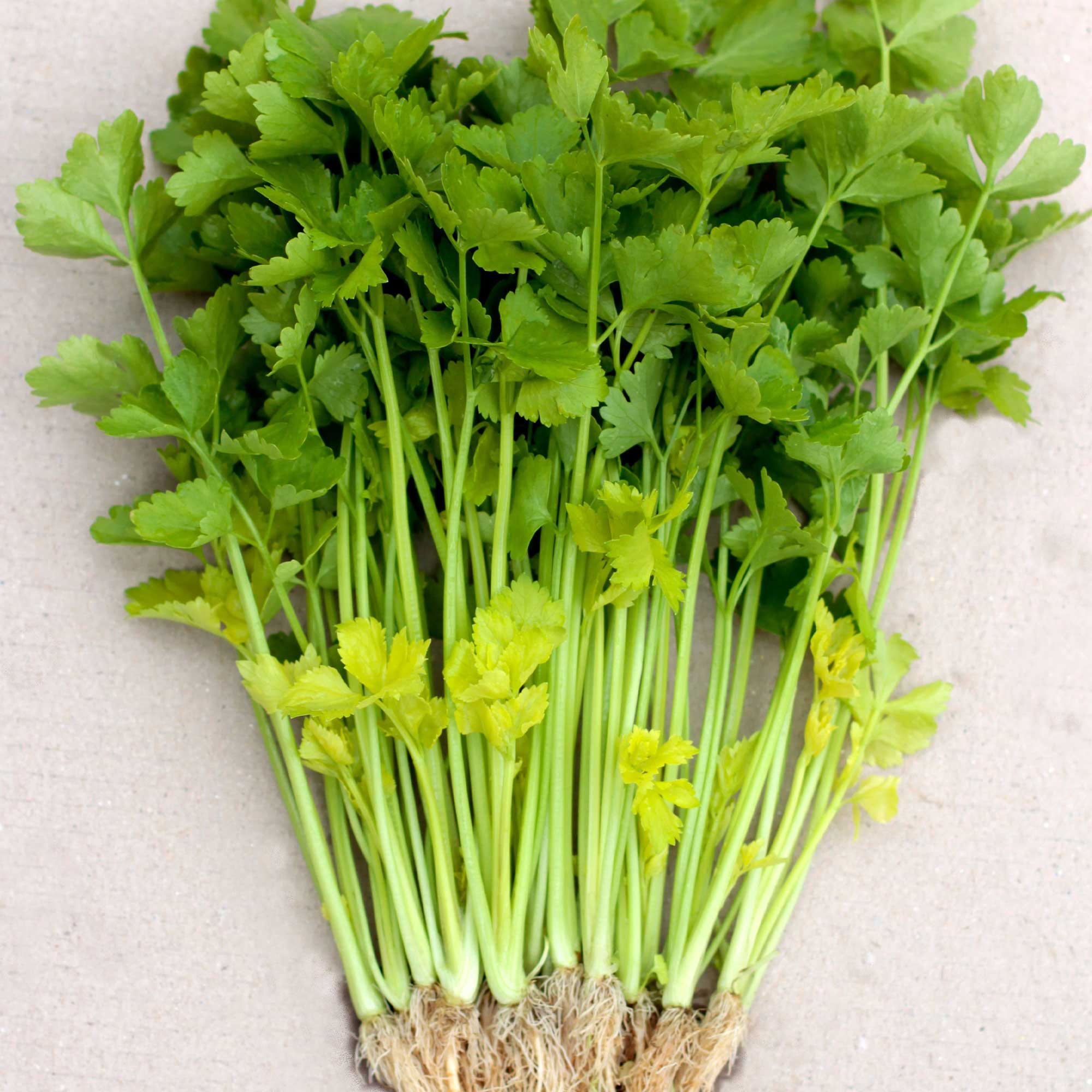 Chinese Celery Seeds - Yellow Stem -2 g Packet ~4000 Seeds - Non-GMO, Heirloom - Asian Garden Vegetable &amp; Microgreens