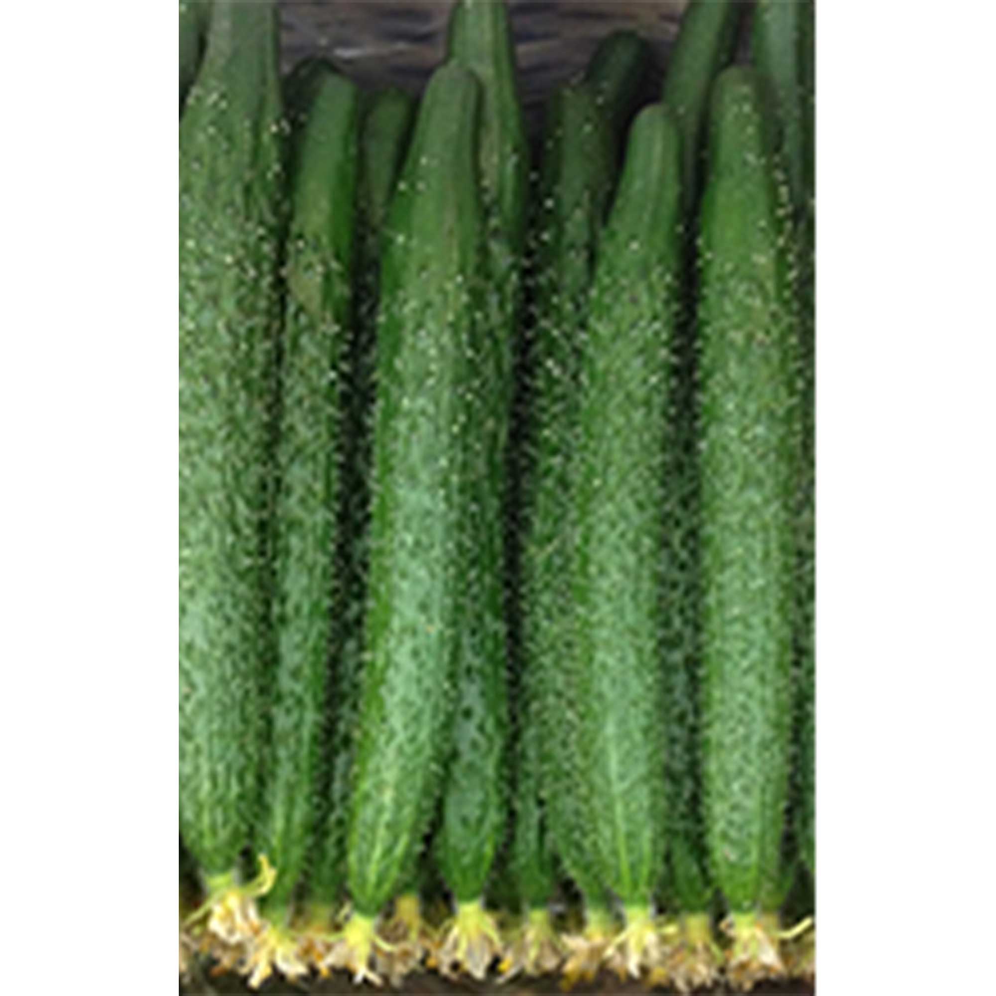 Cucumber Seeds - China Long - Hybrid -500 Mg Packet ~20 Seeds - Non-GMO, F1 Hybrid - Asian Garden Vegetable