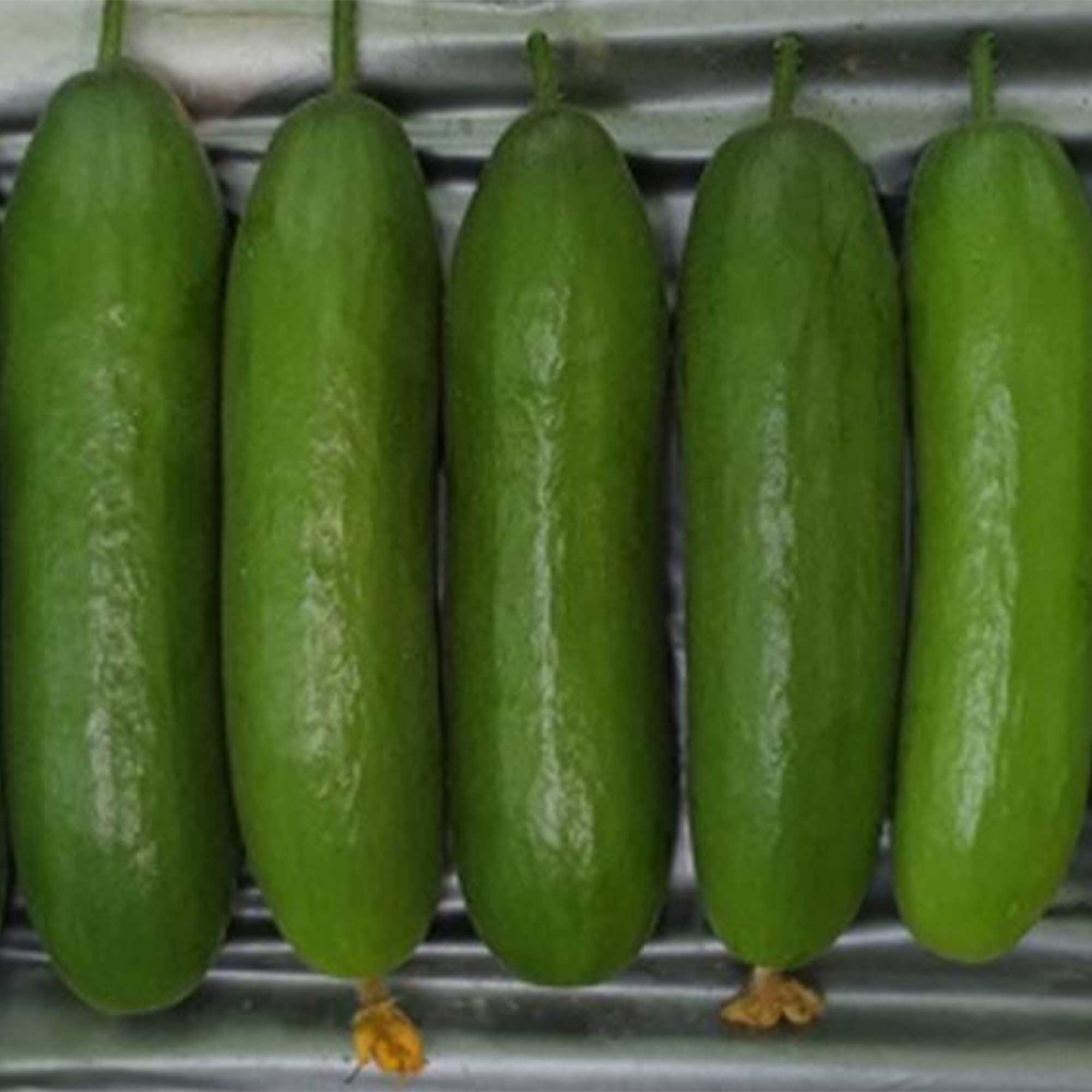 Cucumber Seeds - Green Light - Hybrid -500 Mg Packet ~20 Seeds - Non-GMO, F1 Hybrid - Asian Garden Vegetable