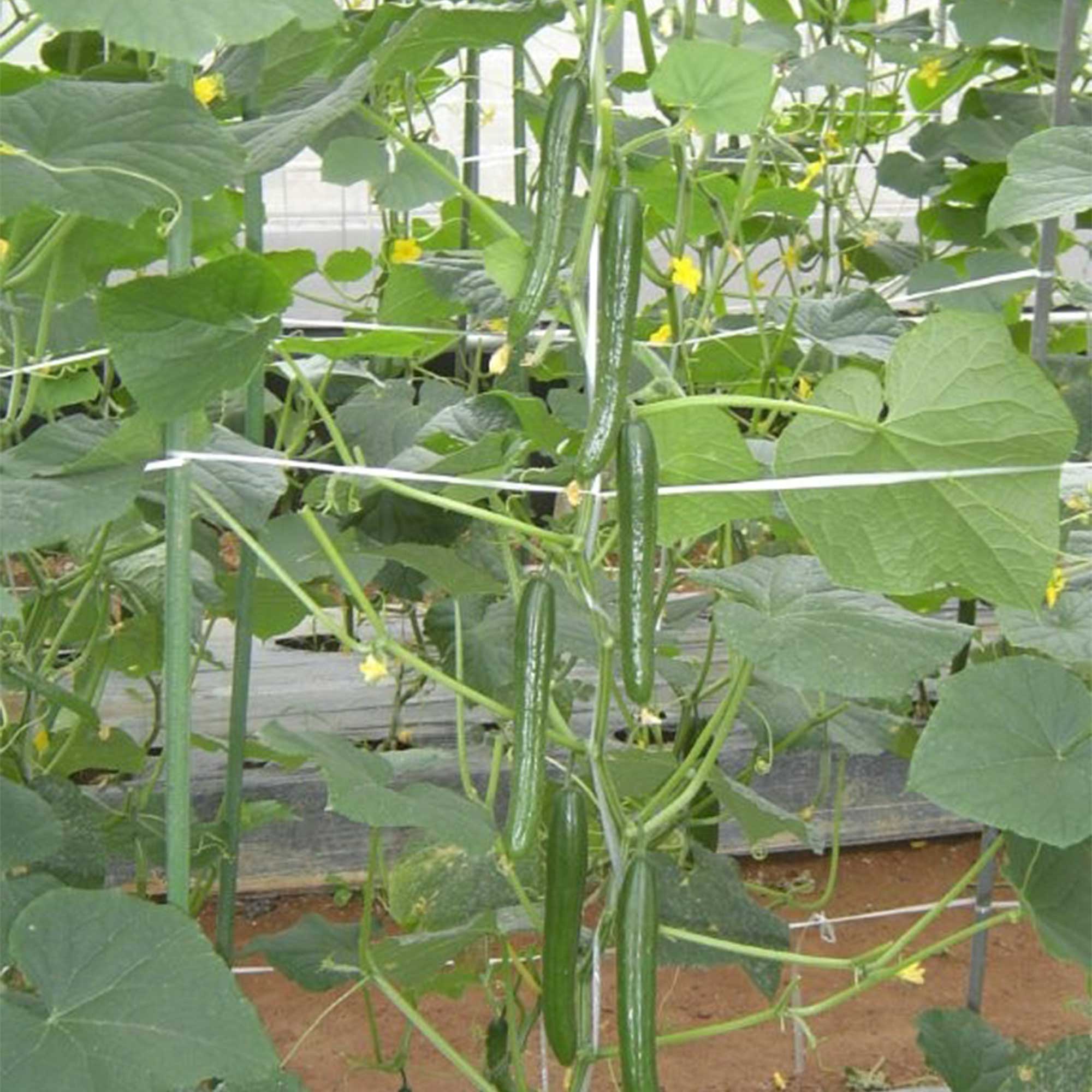 Cucumber Seeds - Housaku - Hybrid -500 Mg Packet ~17600 Seeds - Non-GMO, F1 Hybrid - Asian Garden Vegetable