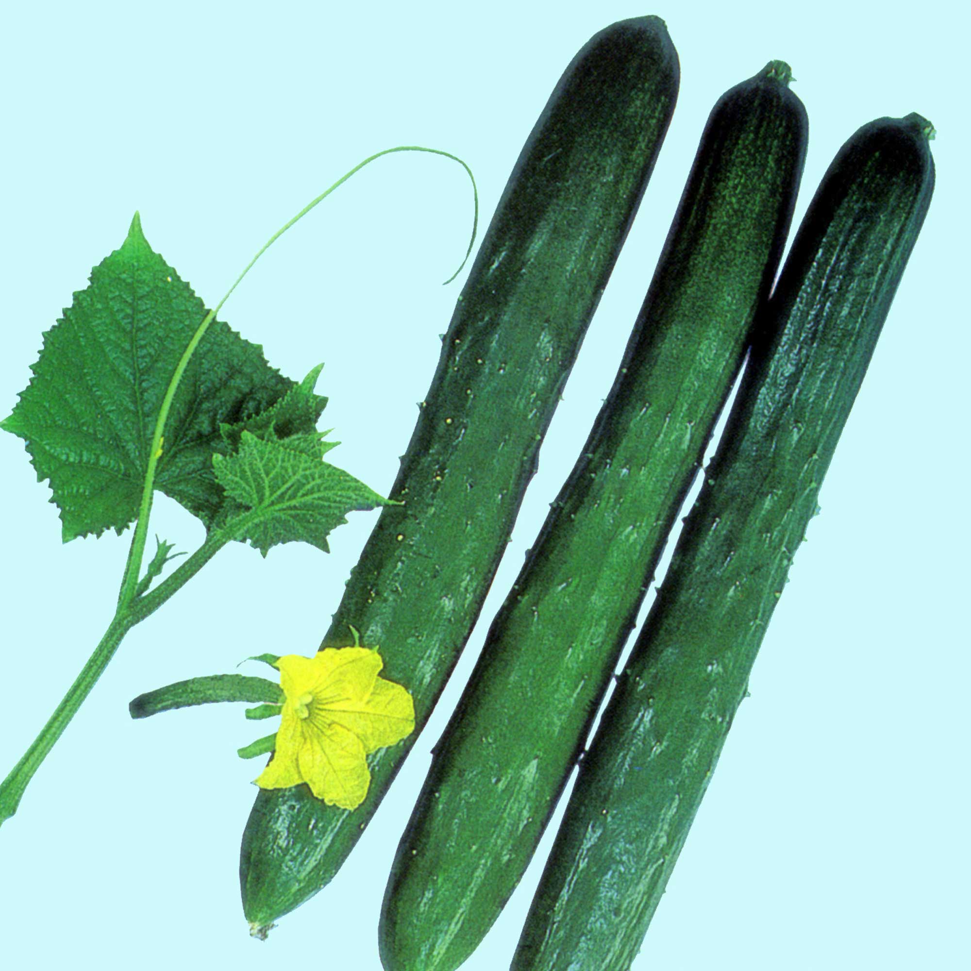 Cucumber Seeds - Tokiwa -500 Mg Packet ~20 Seeds - Non-GMO, Heirloom - Asian Garden Vegetable