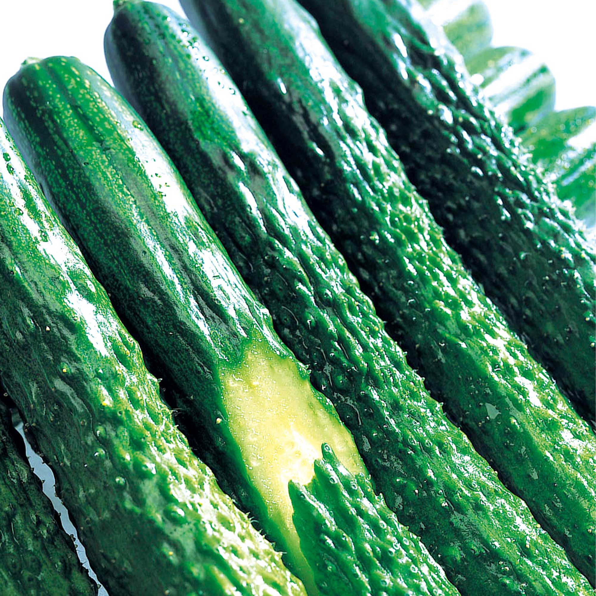 Cucumber Seeds - Zipangu - Hybrid -1 Oz ~1100 Seeds - Non-GMO, F1 Hybrid - Asian Garden Vegetable