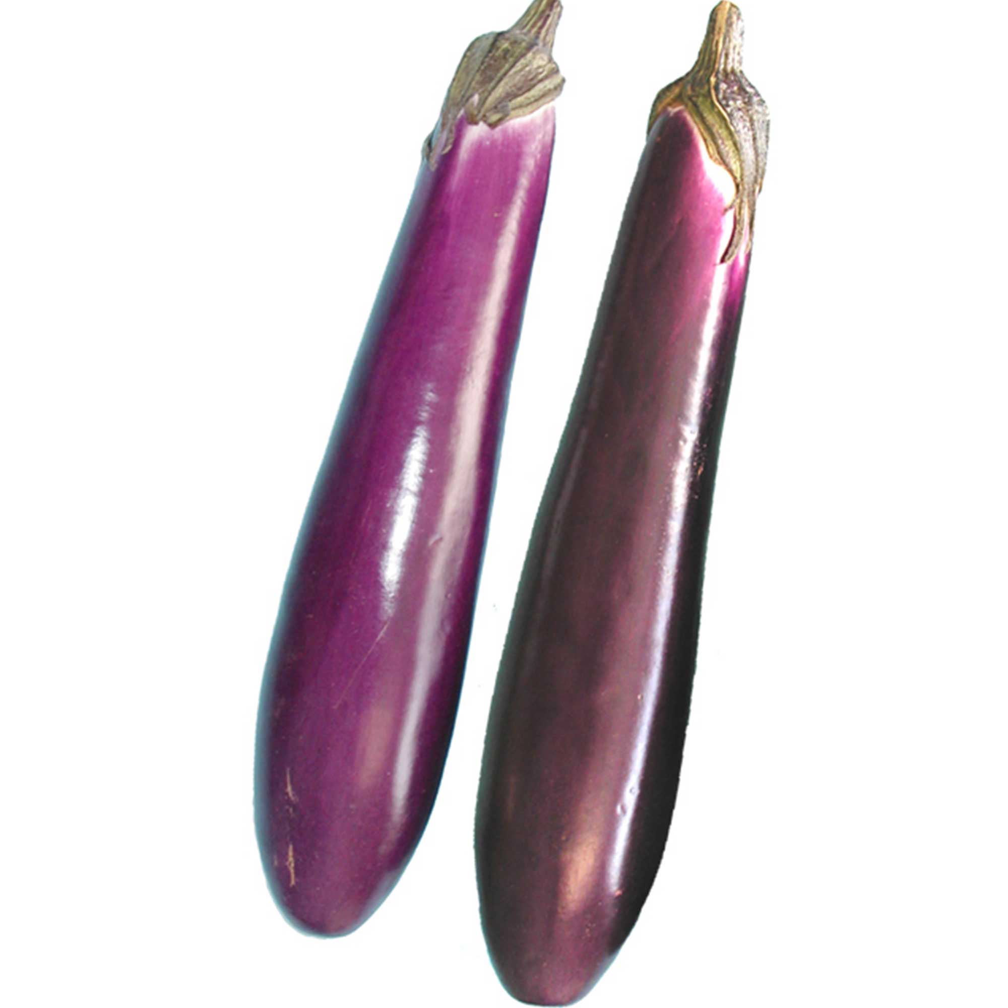 Eggplant Seeds - Purple Shine - Hybrid -500 Mg Packet ~112 Seeds - Non-GMO, F1 Hybrid - Asian Garden Vegetable