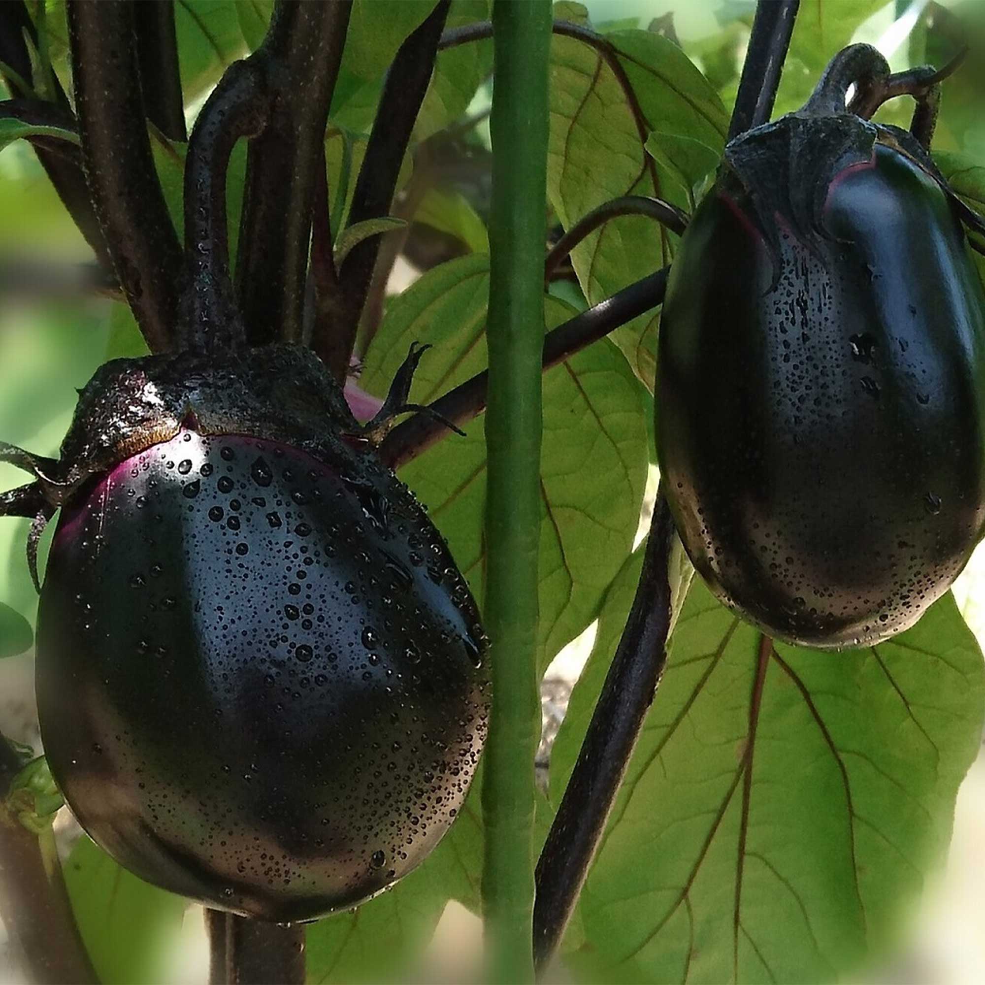 Eggplant Seeds - Kyoto Egg - Hybrid -500 Mg Packet ~115 Seeds - Non-GMO, F1 Hybrid - Asian Garden Vegetable