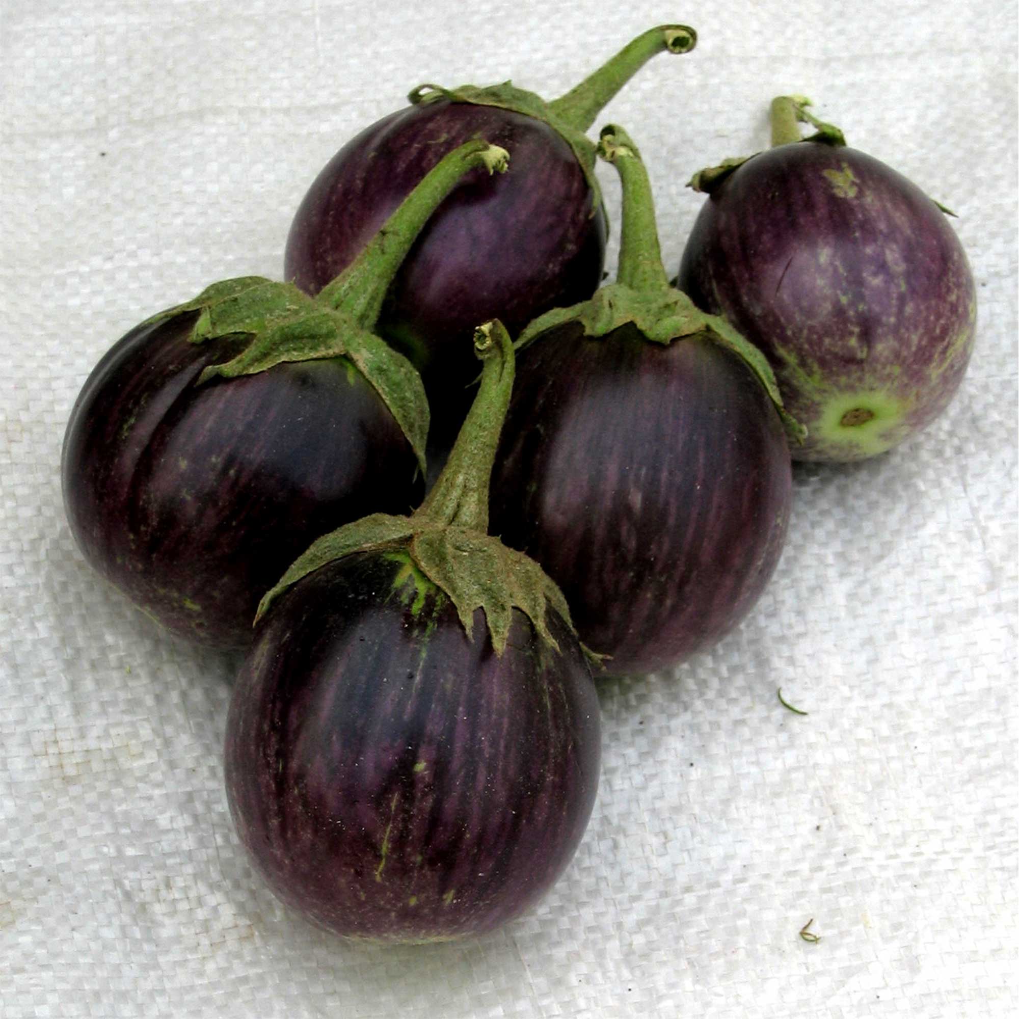 Eggplant Seeds - Round Purple -500 Mg Packet ~180 Seeds - Non-GMO, Heirloom - Asian Garden Vegetable