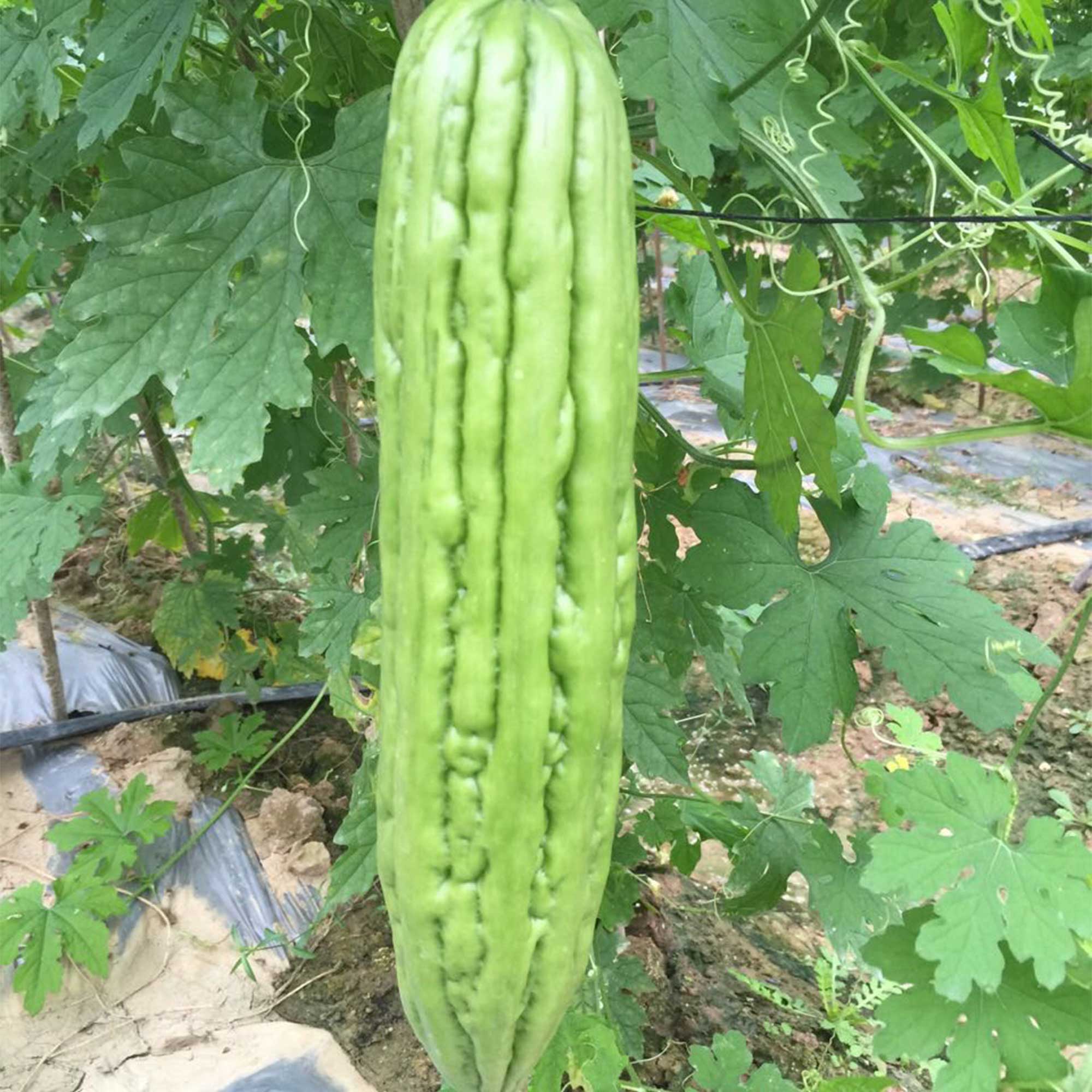 Gourd Seeds - Bitter Green - Hybrid -4 Oz ~560 Seeds - Non-GMO, F1 Hybrid - Asian Garden Vegetable