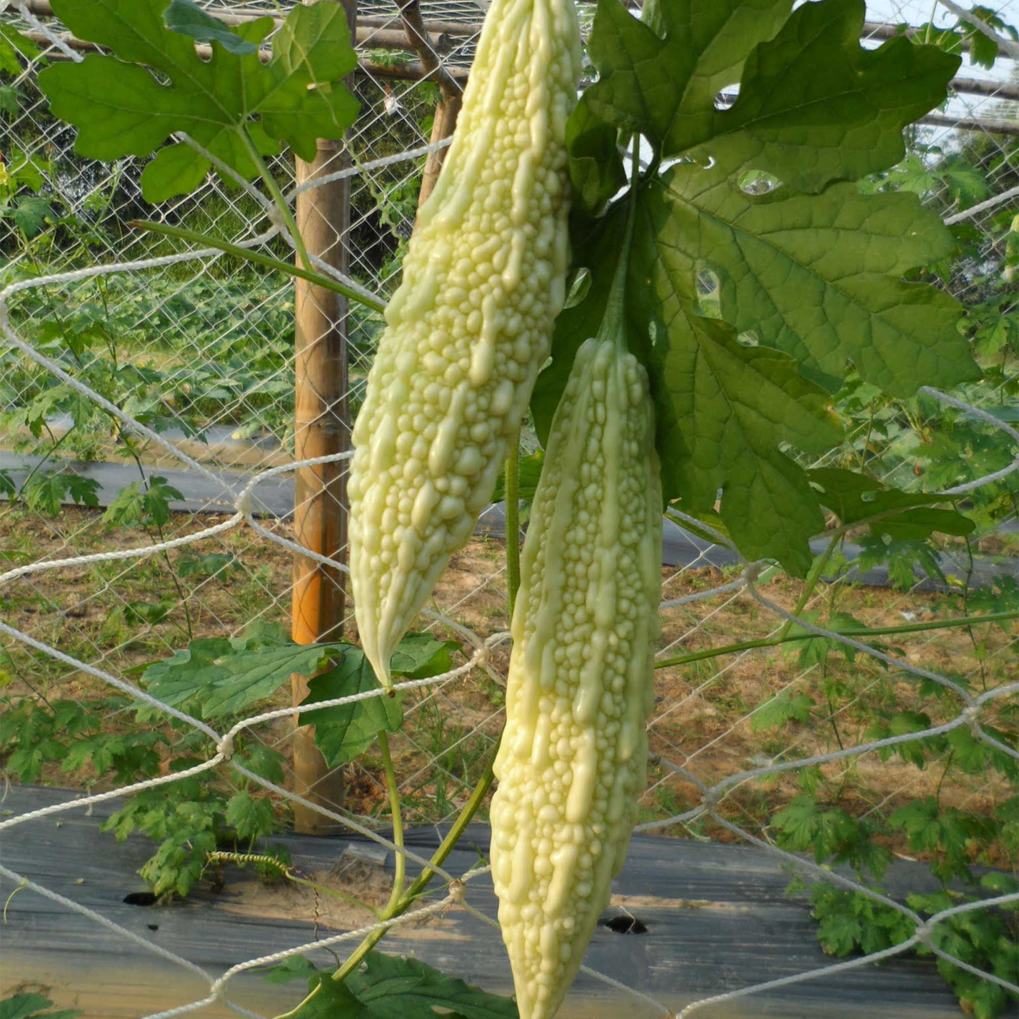 Gourd Seeds - White - Hybrid -2 g Packet ~10 Seeds - Non-GMO, F1 Hybrid - Asian Garden Vegetable