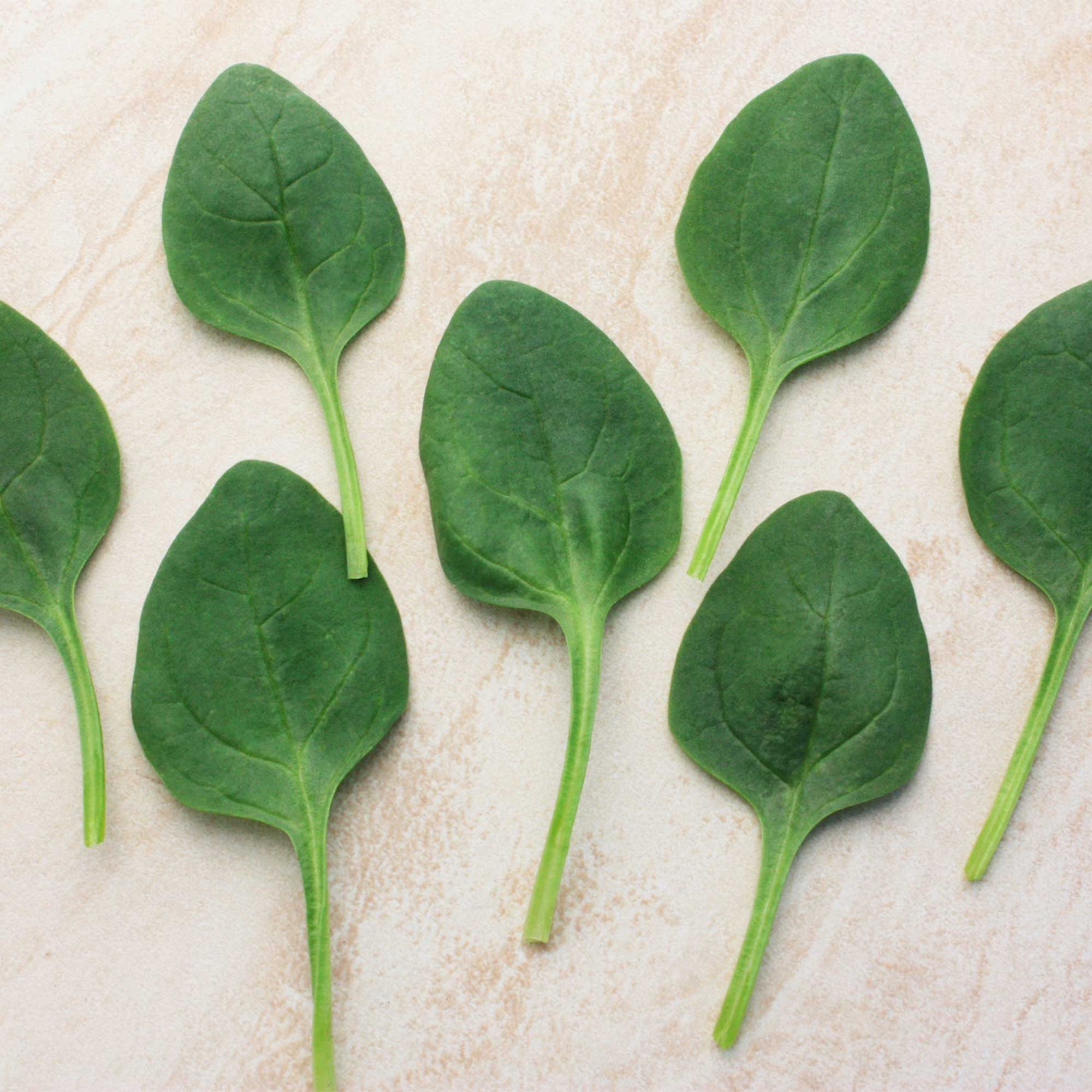 Spinach Seeds - Lakeside - Hybrid -3 g Packet ~270 Seeds - Non-GMO, F1 Hybrid - Vegetable Garden