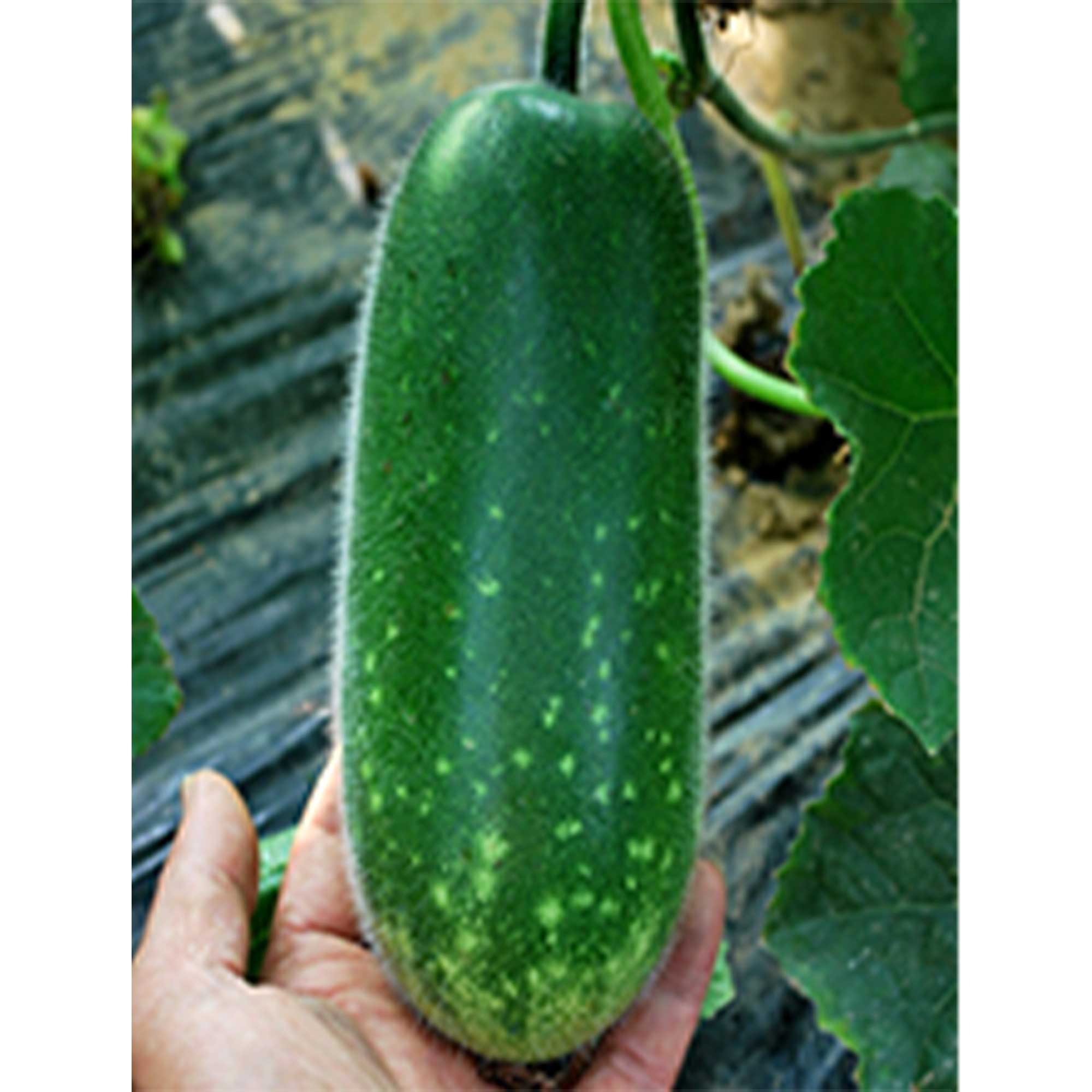 Gourd Seeds - Fong Show - Hybrid -3 g Packet ~15 Seeds - Non-GMO, F1 Hybrid - Asian Garden Vegetable