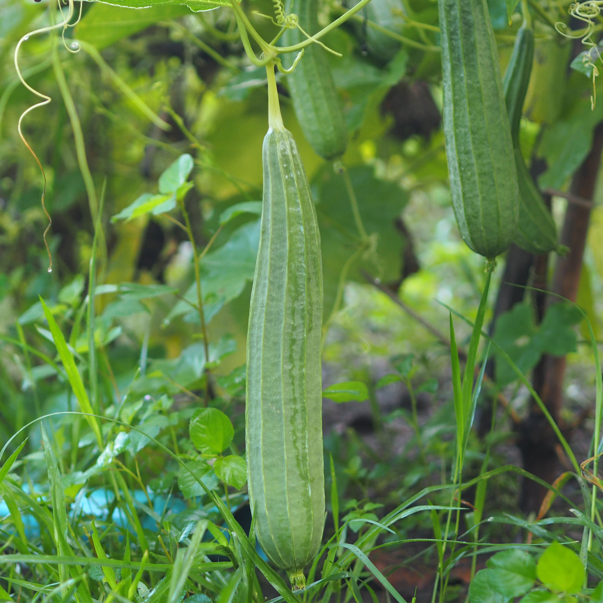 Gourd Seeds - Chinese Okra -2 g Packet ~10 Seeds - Non-GMO, Heirloom - Asian Garden Vegetable