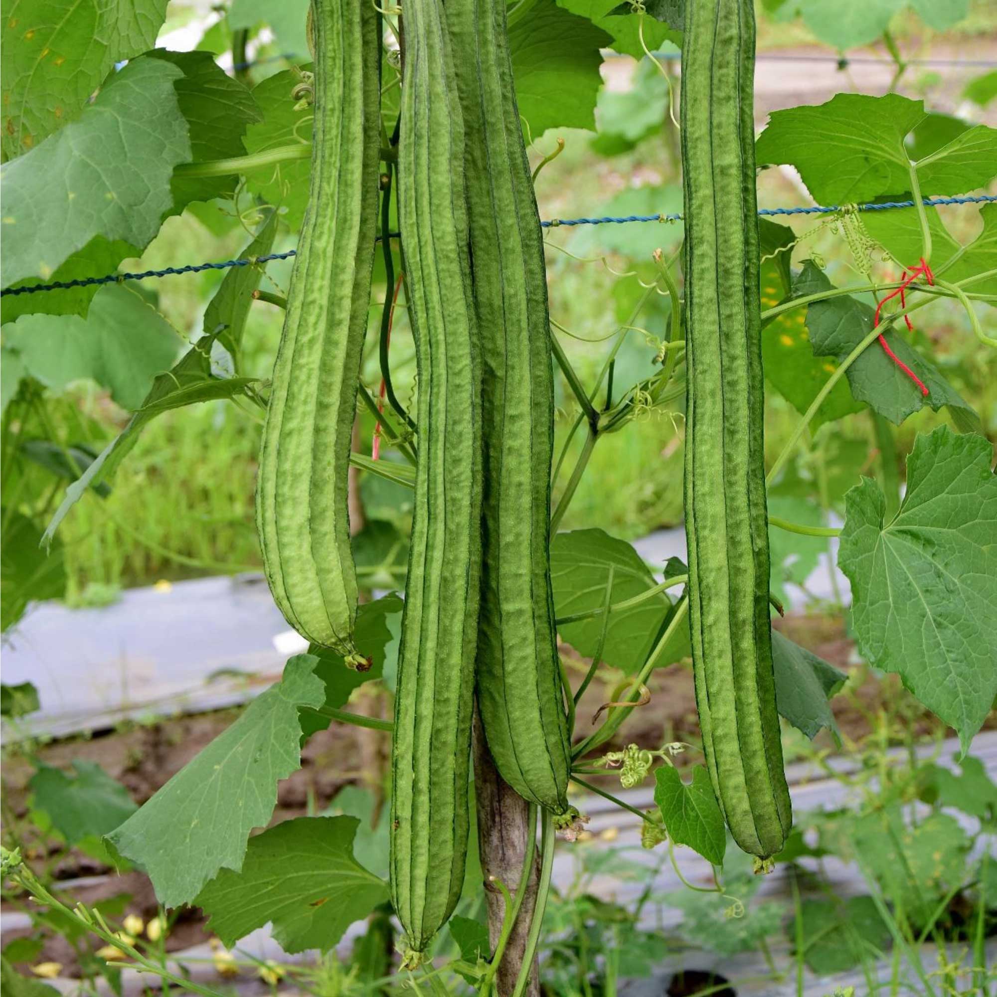 Gourd Seeds - Buab Laem - Hybrid -3 g Packet ~15 Seeds - Non-GMO, F1 Hybrid - Asian Garden Vegetable