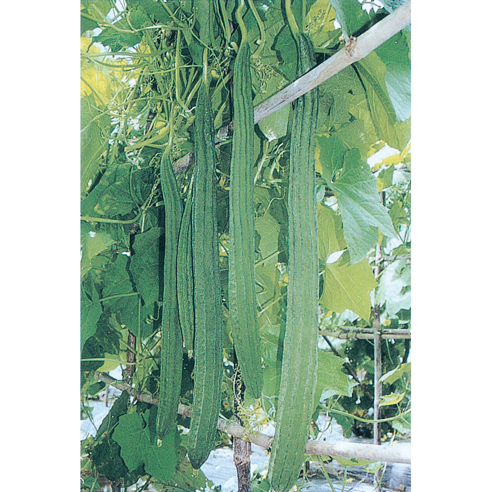 Gourd Seeds - Bonanza -1 Oz ~140 Seeds - Non-GMO, Heirloom - Vegetable Garden