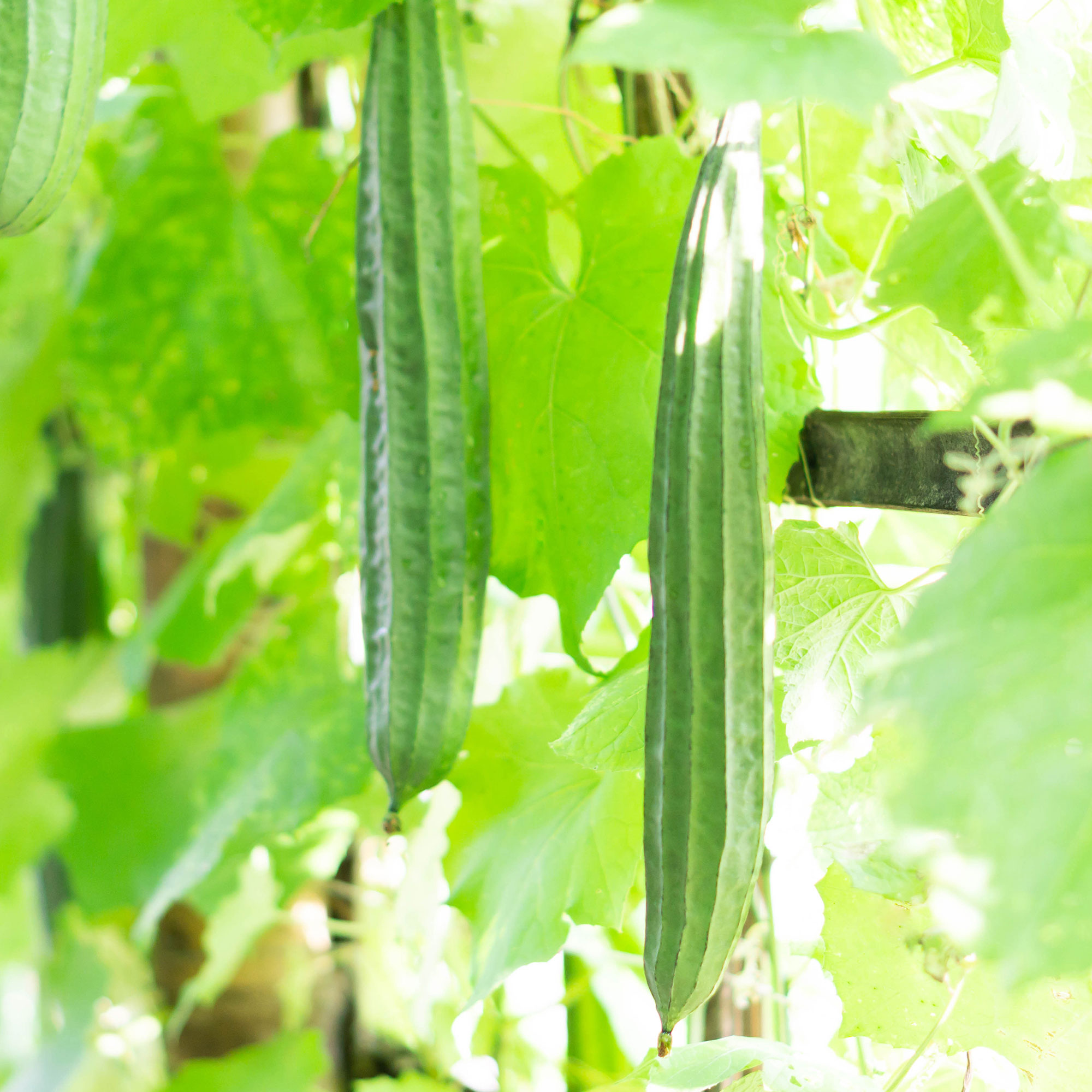 Gourd Seeds - Buab Khom - Hybrid -1 Oz ~140 Seeds - Non-GMO, F1 Hybrid - Asian Garden Vegetable