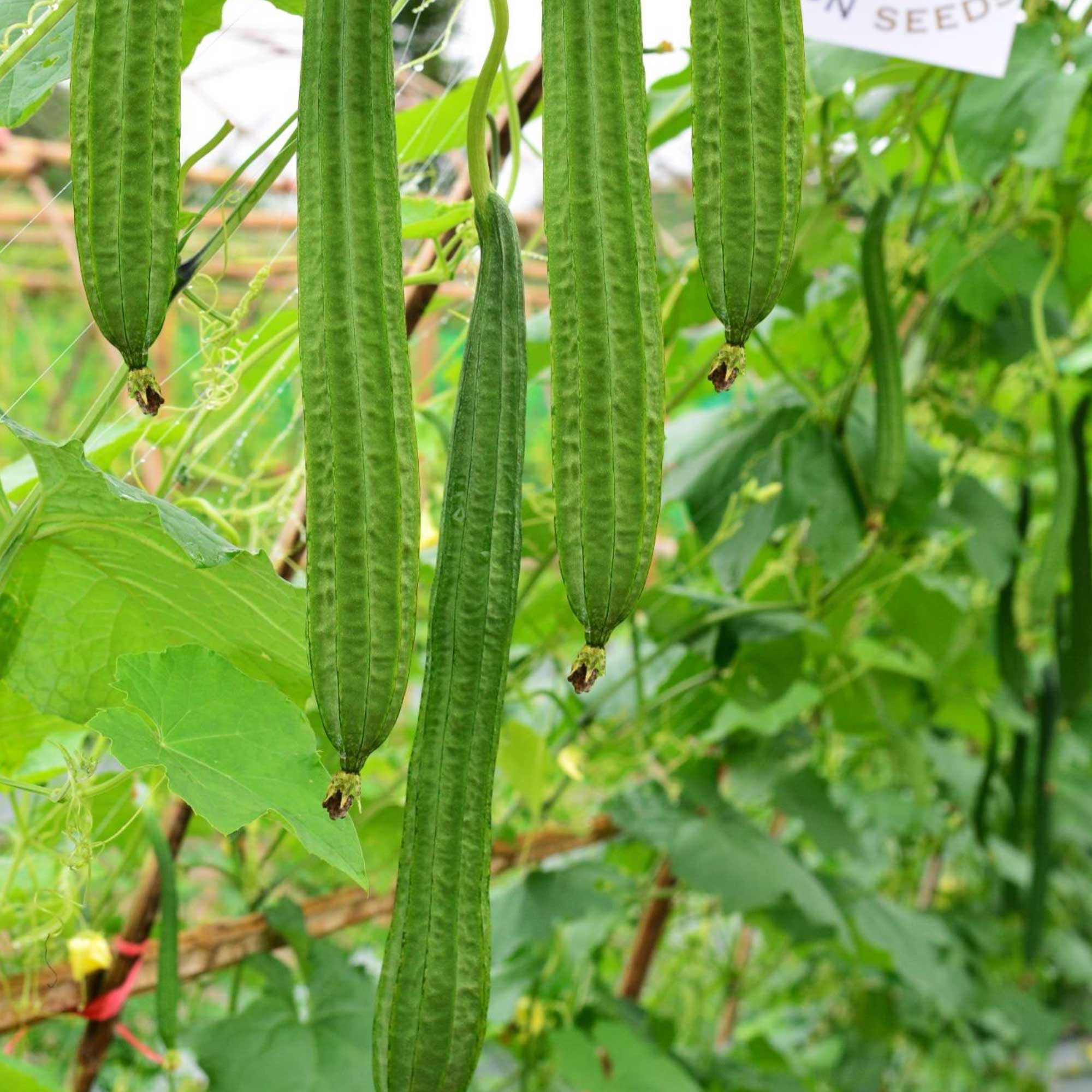 Gourd Seeds - Buab Moom - Hybrid -2 g Packet ~10 Seeds - Non-GMO, F1 Hybrid - Asian Garden Vegetable