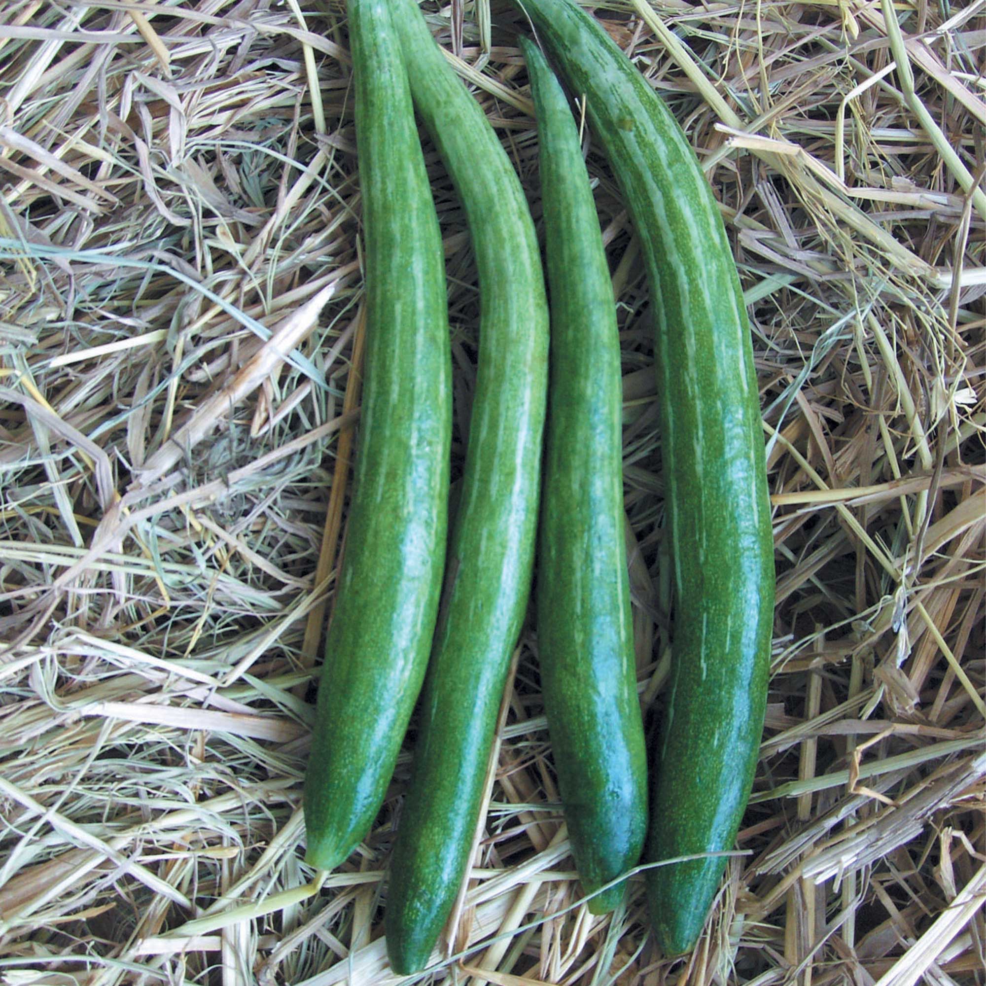 Gourd Seeds - Buag Ngu -1 Oz ~140 Seeds - Non-GMO, Heirloom - Asian Garden Vegetable