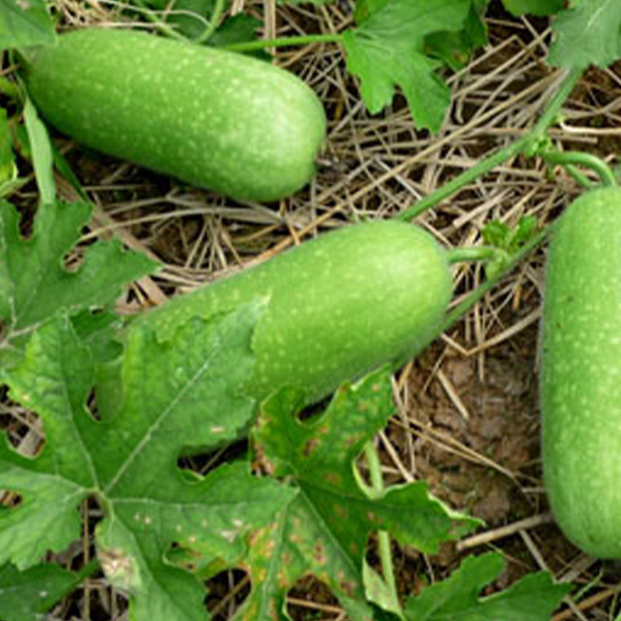 Gourd Seeds - Lai Jud - Hybrid -1 Oz ~140 Seeds - Non-GMO, F1 Hybrid - Asian Garden Vegetable