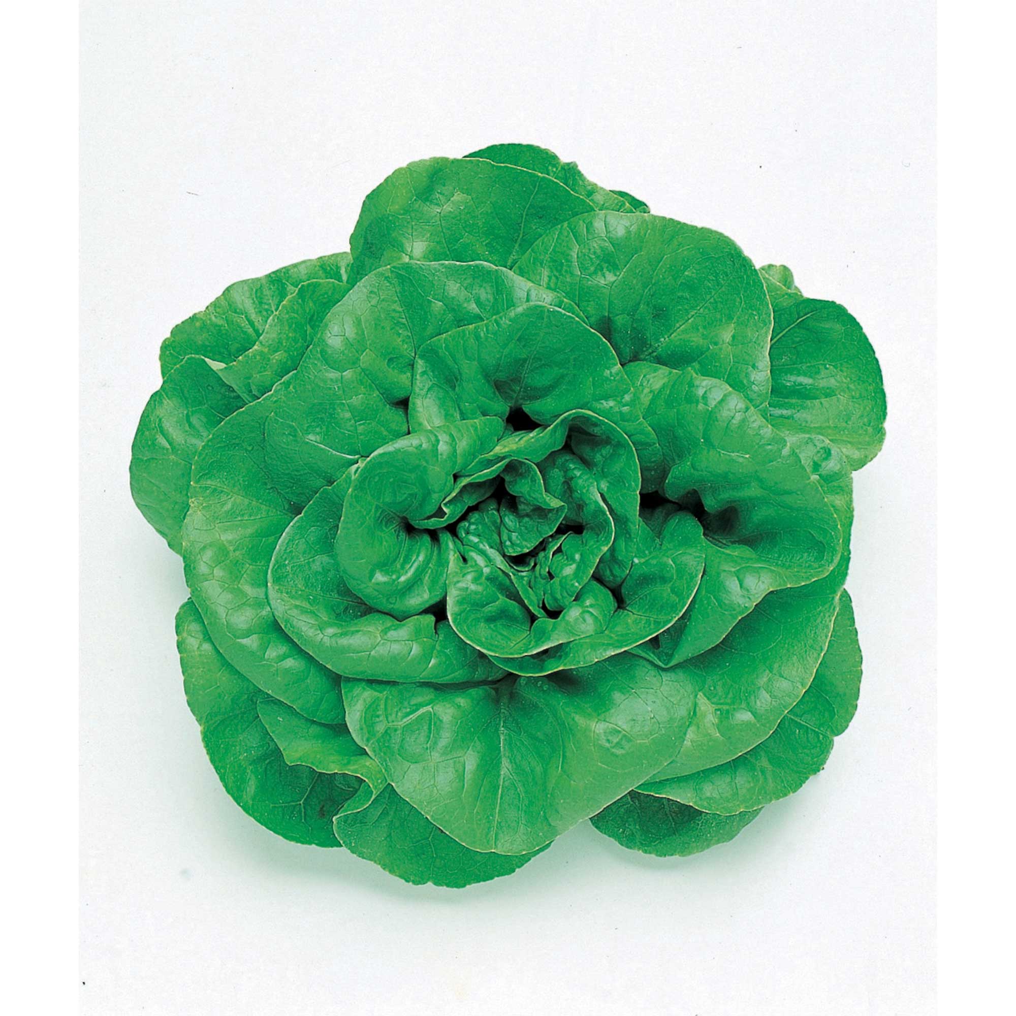 Lettuce Seeds - Okayama Salad -1 Oz ~28400 Seeds - Non-GMO, Heirloom - Asian Garden Vegetable