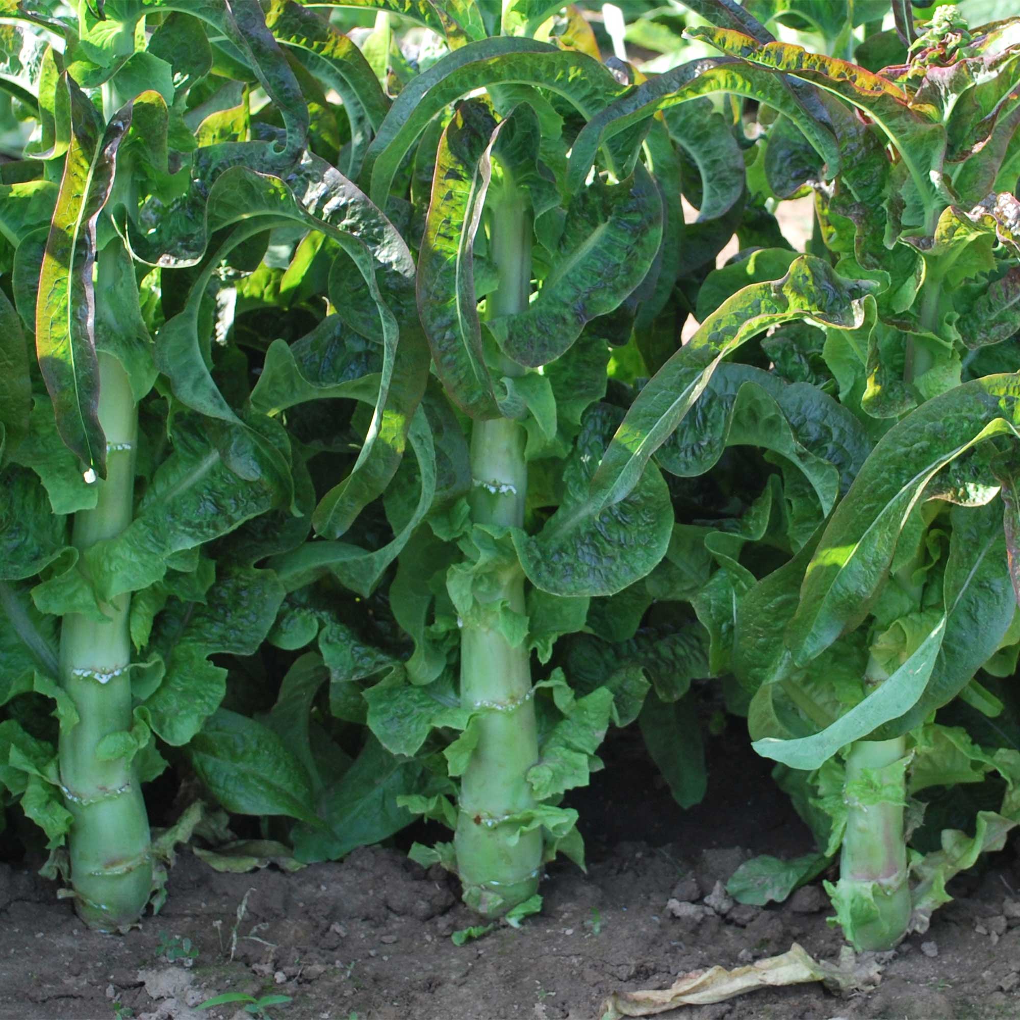 Lettuce Seeds - Pointed Taiwan Sword Leaf -2 g Packet ~1570 Seeds - Non-GMO, Heirloom - Asian Garden Vegetable