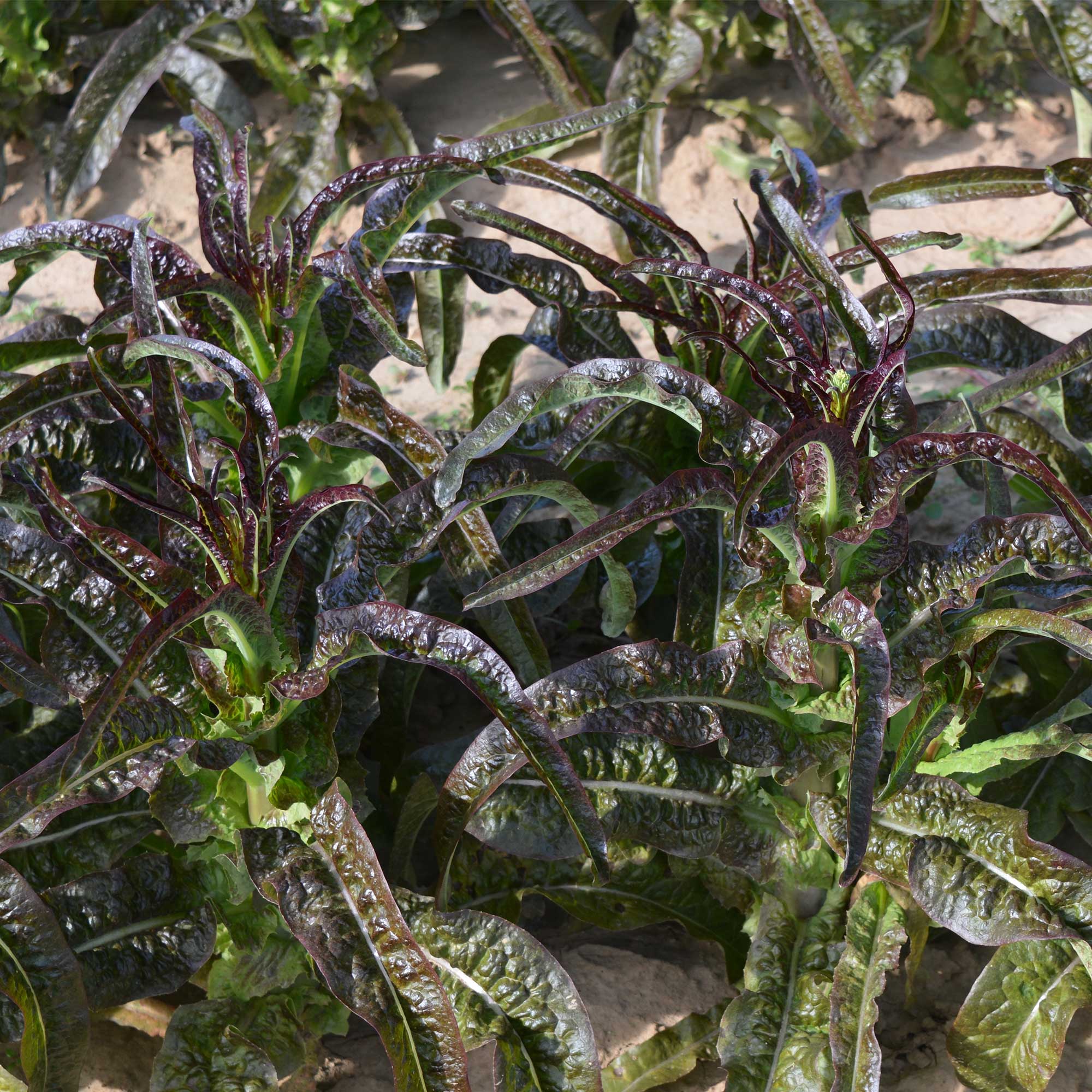 Lettuce Seeds - Purple Sword Celtuce -2 g Packet ~2000 Seeds - Non-GMO, Heirloom - Asian Garden Vegetable