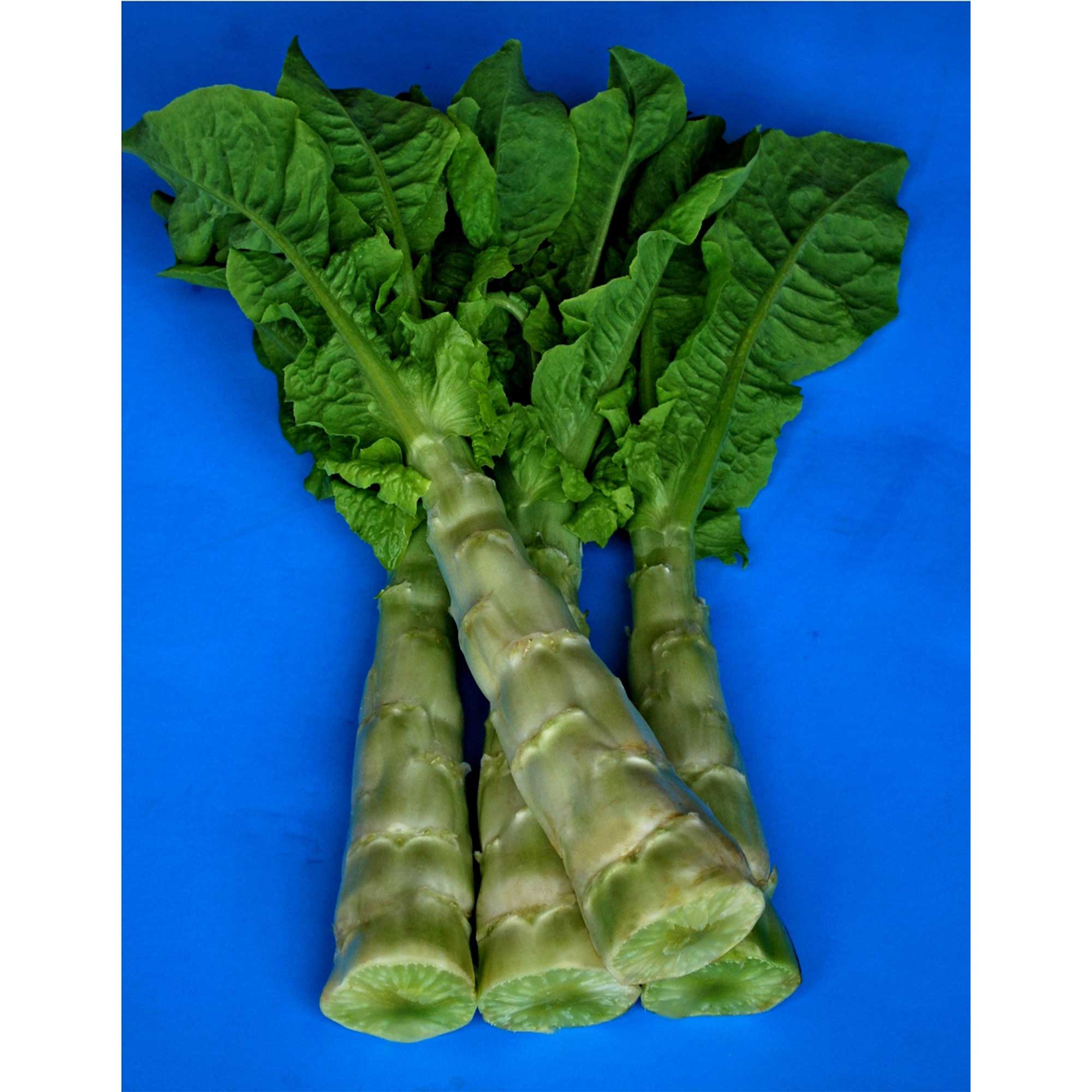 Lettuce Seeds - Purple Tower Celtuce -1 Lb ~296000 Seeds - Non-GMO, Heirloom - Asian Garden Vegetable