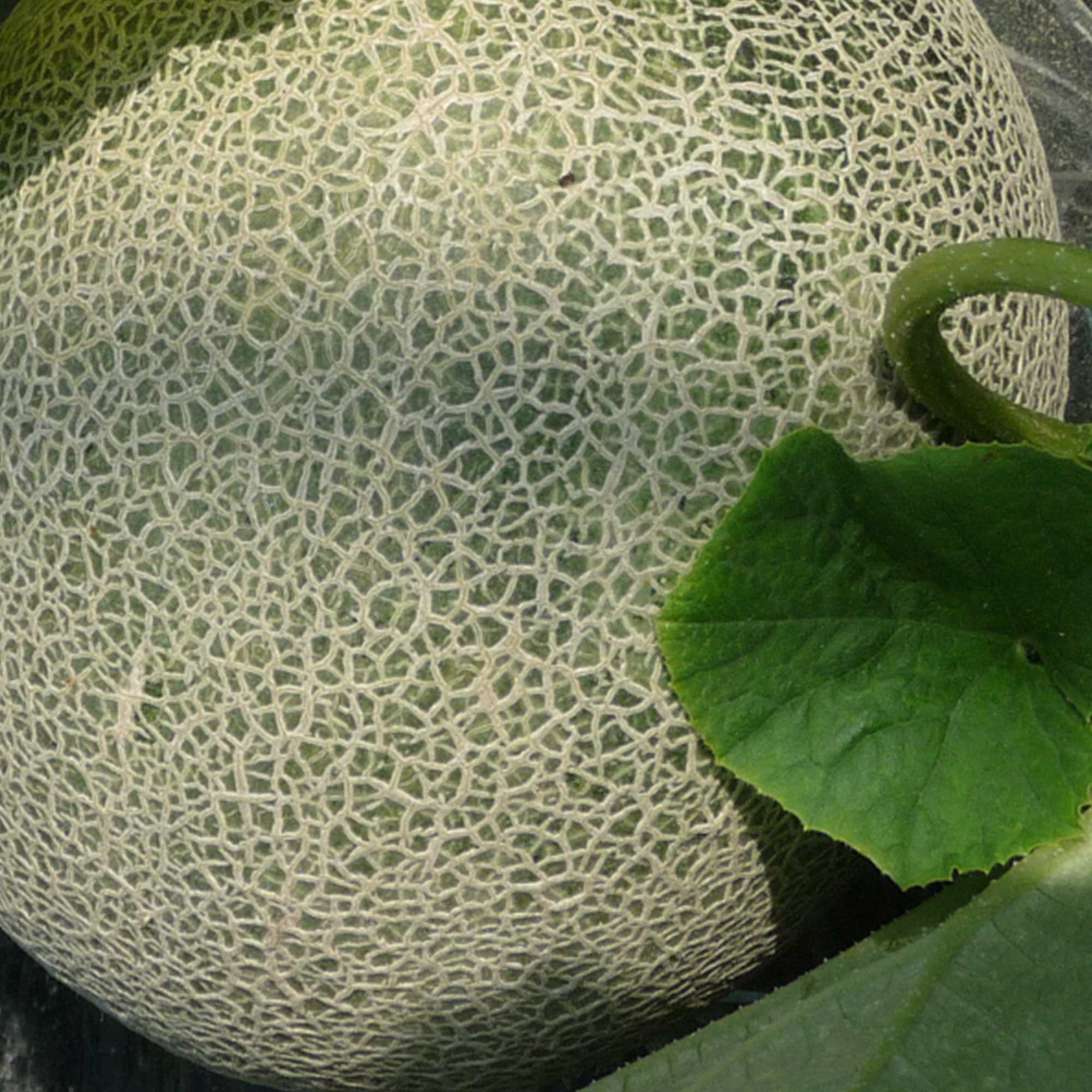 Melon Seeds - Ichiba Kouji - Hybrid -1 Oz ~2800 Seeds - Non-GMO, F1 Hybrid - Asian Garden Fruit