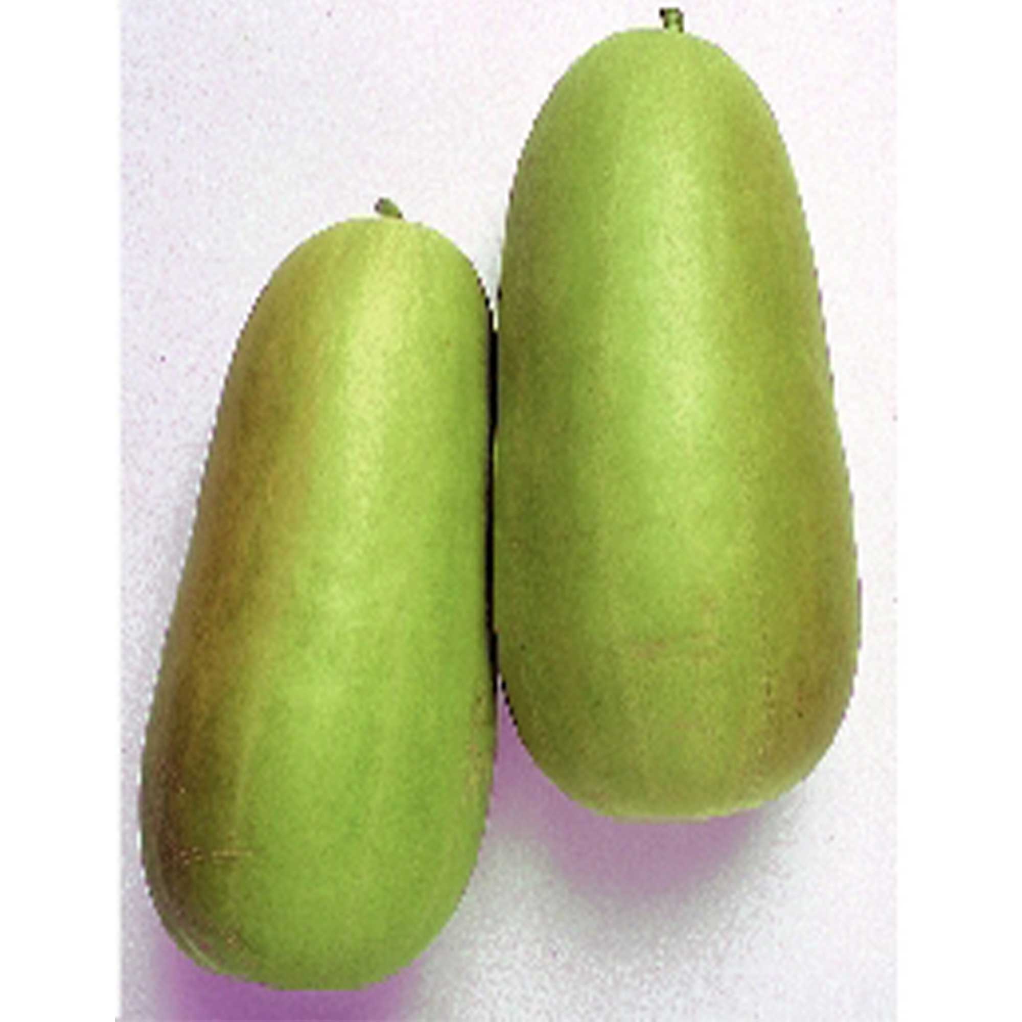 Pickling Melon Seeds - Oshiro Uri Numane -1 Oz ~1400 Seeds - Non-GMO, Heirloom - Asian Garden Fruit