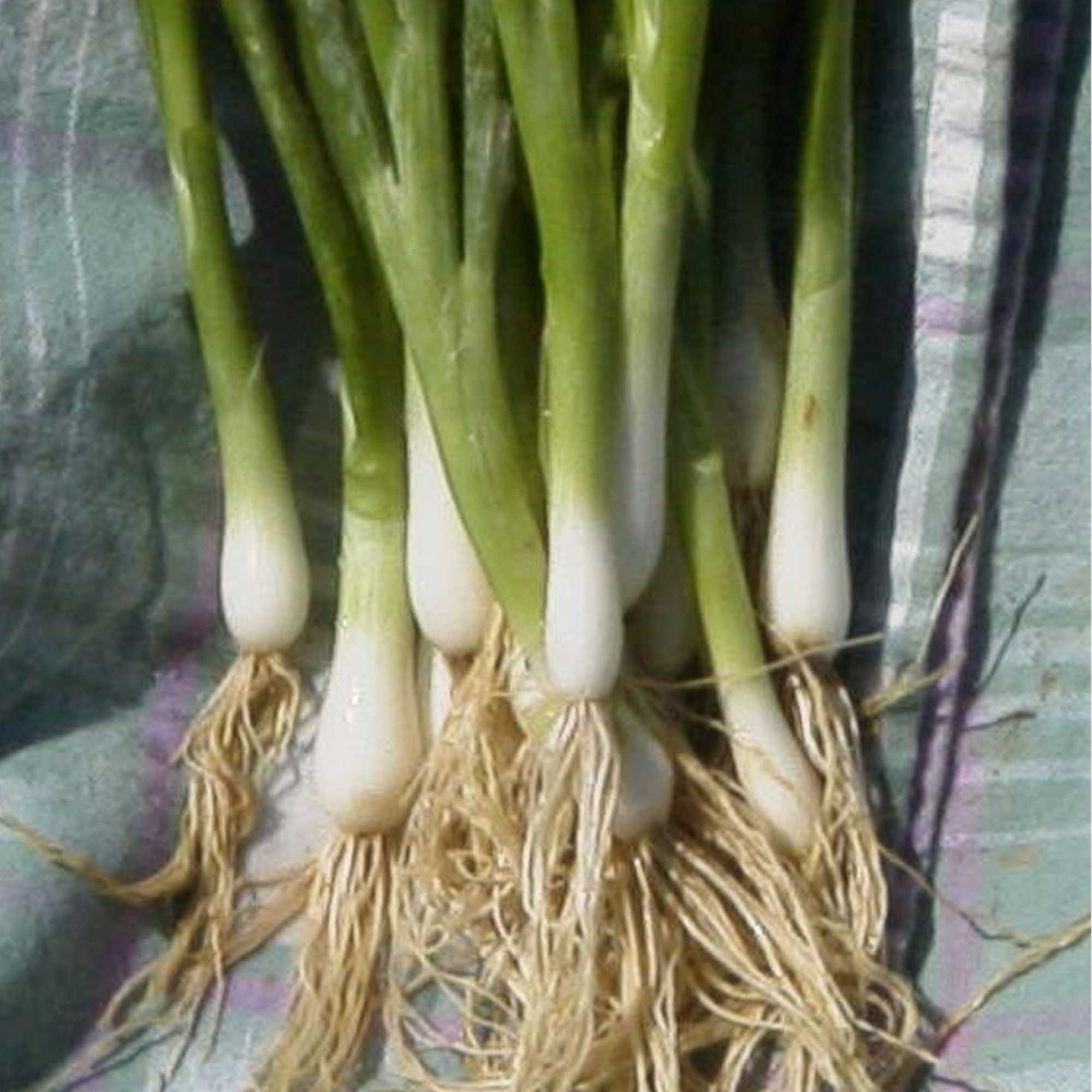 Onion Seeds - Bunching - Heshiko -1 Oz ~12700 Seeds - Non-GMO, Heirloom - Asian Garden Vegetable